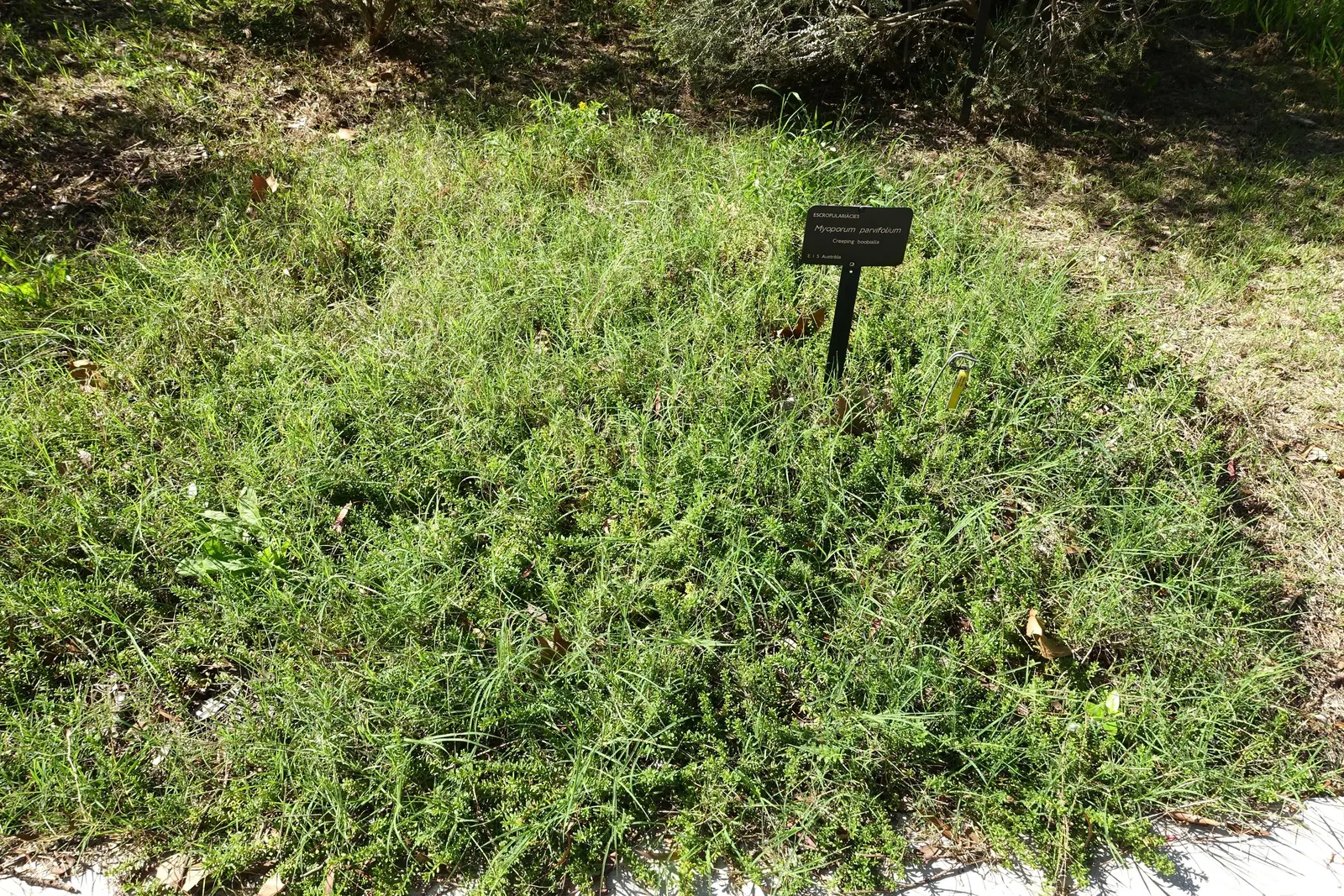 Ground Cover Myoporum (Myoporum Parvifolium) — widely utilized within landscape designs for its resilience and aesthetic appeal