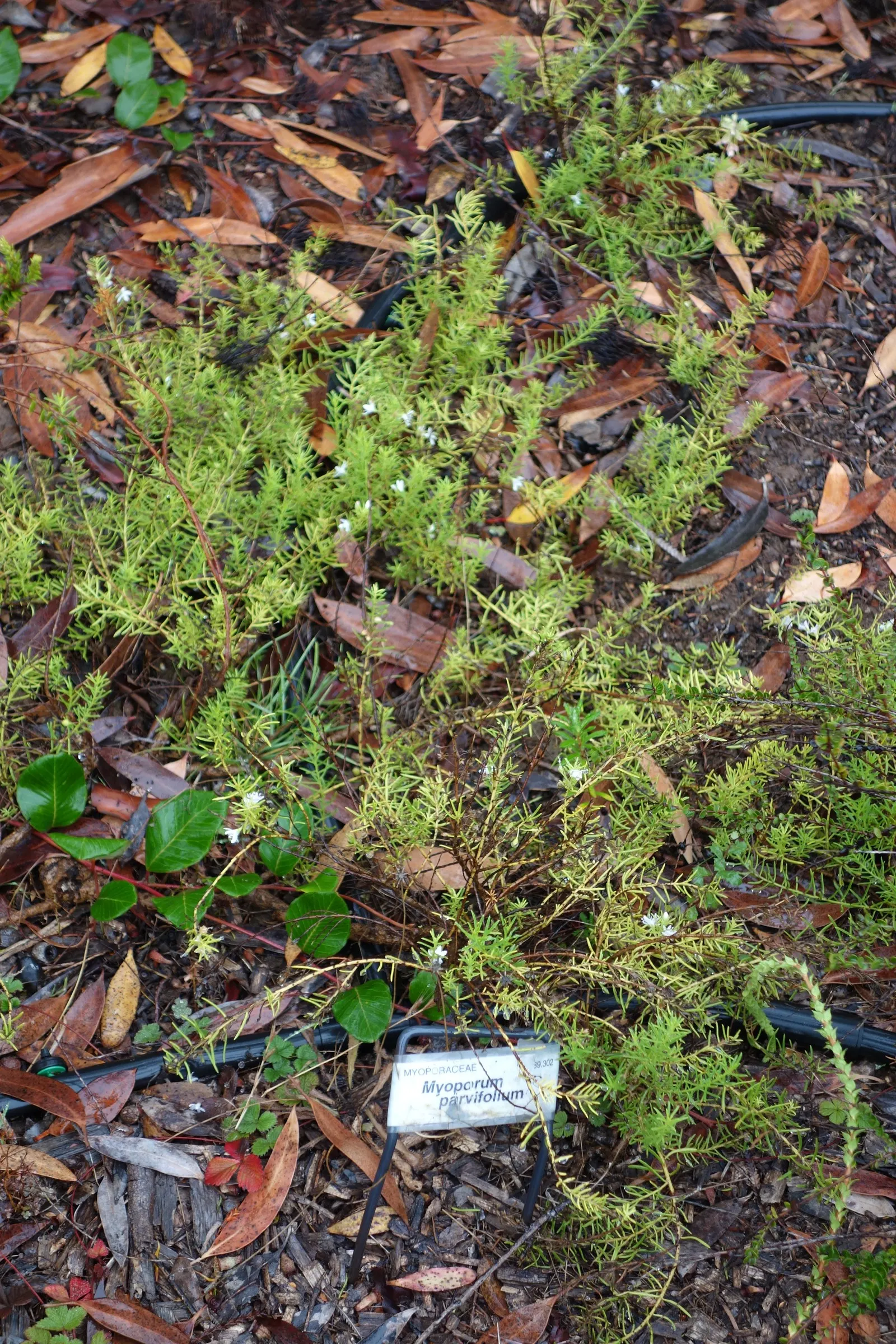 Ground Cover Myoporum (Myoporum Parvifolium) — It boasts small, glossy leaves and during summer, white star-shaped flowers bloom