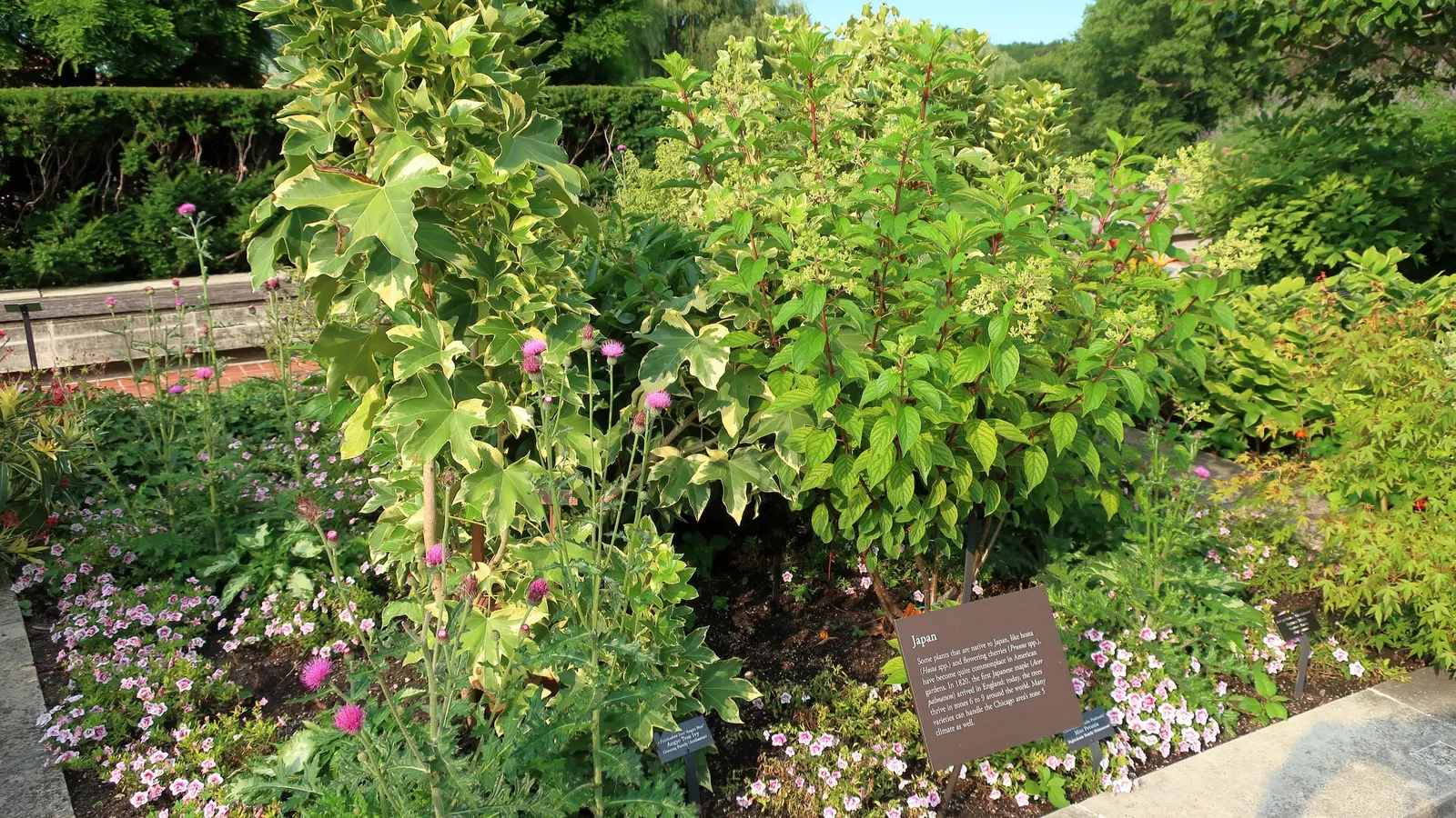 Vanilla Strawberry Hydrangea (Hydrangea Paniculata 'Vanilla Strawberry') — gradually transitioning to a rich strawberry-pink and eventually to a deeper
