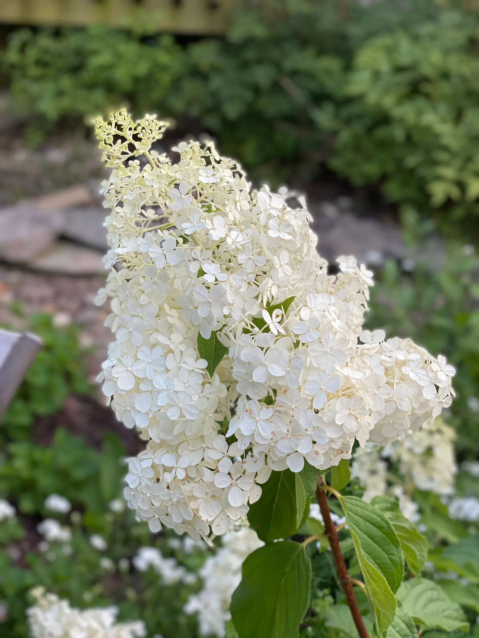Vanilla Strawberry Hydrangea (Hydrangea Paniculata 'Vanilla Strawberry') — Cold hardy and easy to care for, it's perfect for adding a pop of color to any