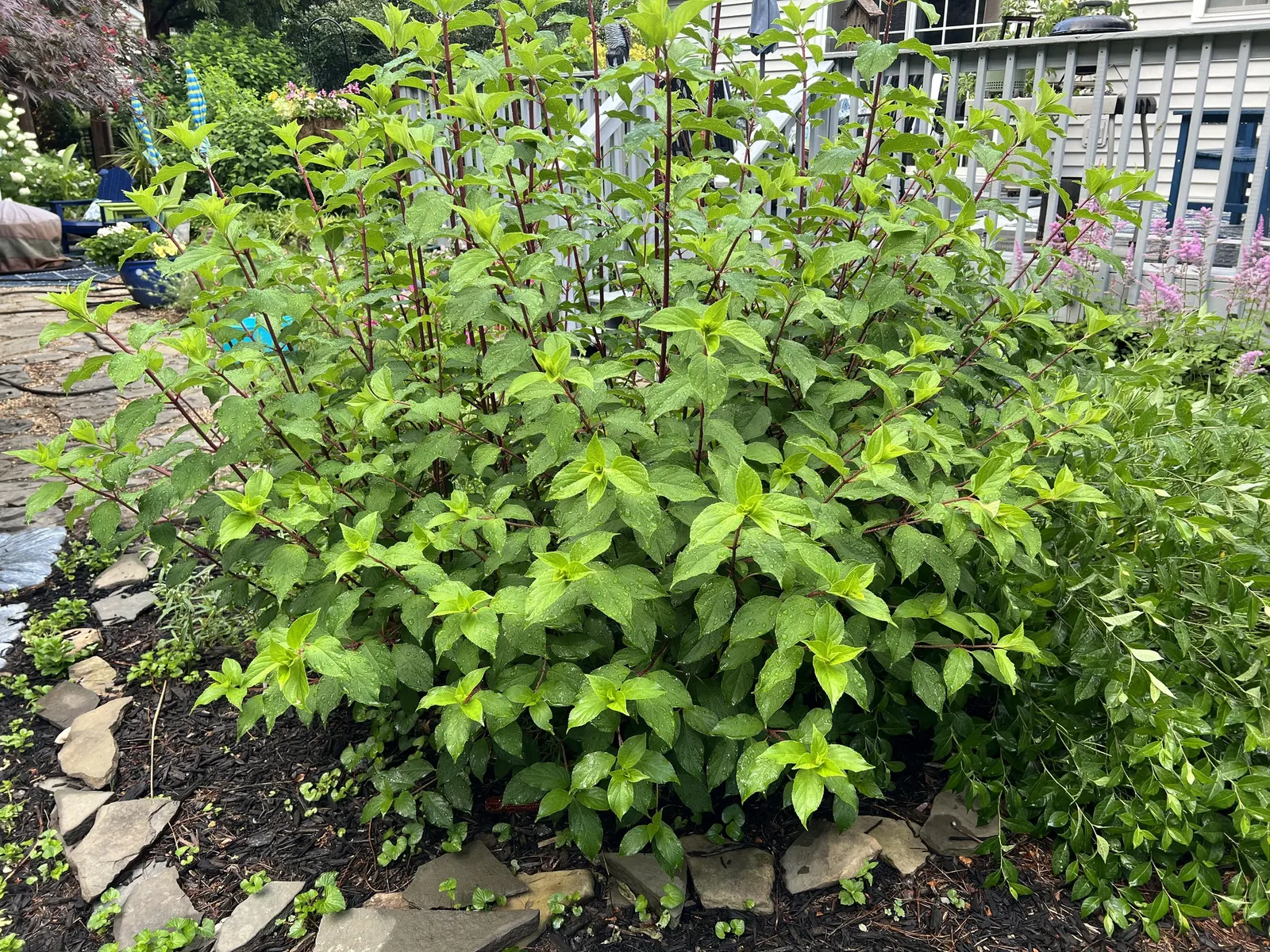 Vanilla Strawberry Hydrangea (Hydrangea Paniculata 'Vanilla Strawberry') — This deciduous shrub boasts large conical flower heads that evolve in hue as the
