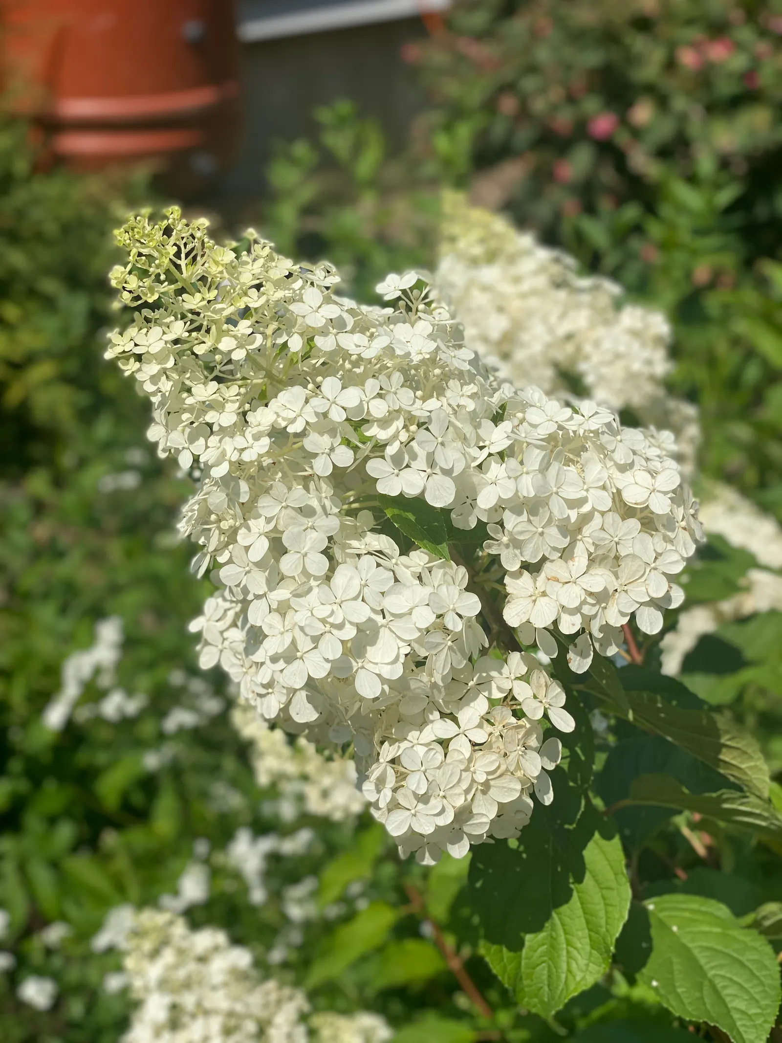 Vanilla Strawberry Hydrangea (Hydrangea Paniculata 'Vanilla Strawberry') — a delightful Hydrangea paniculata cultivar