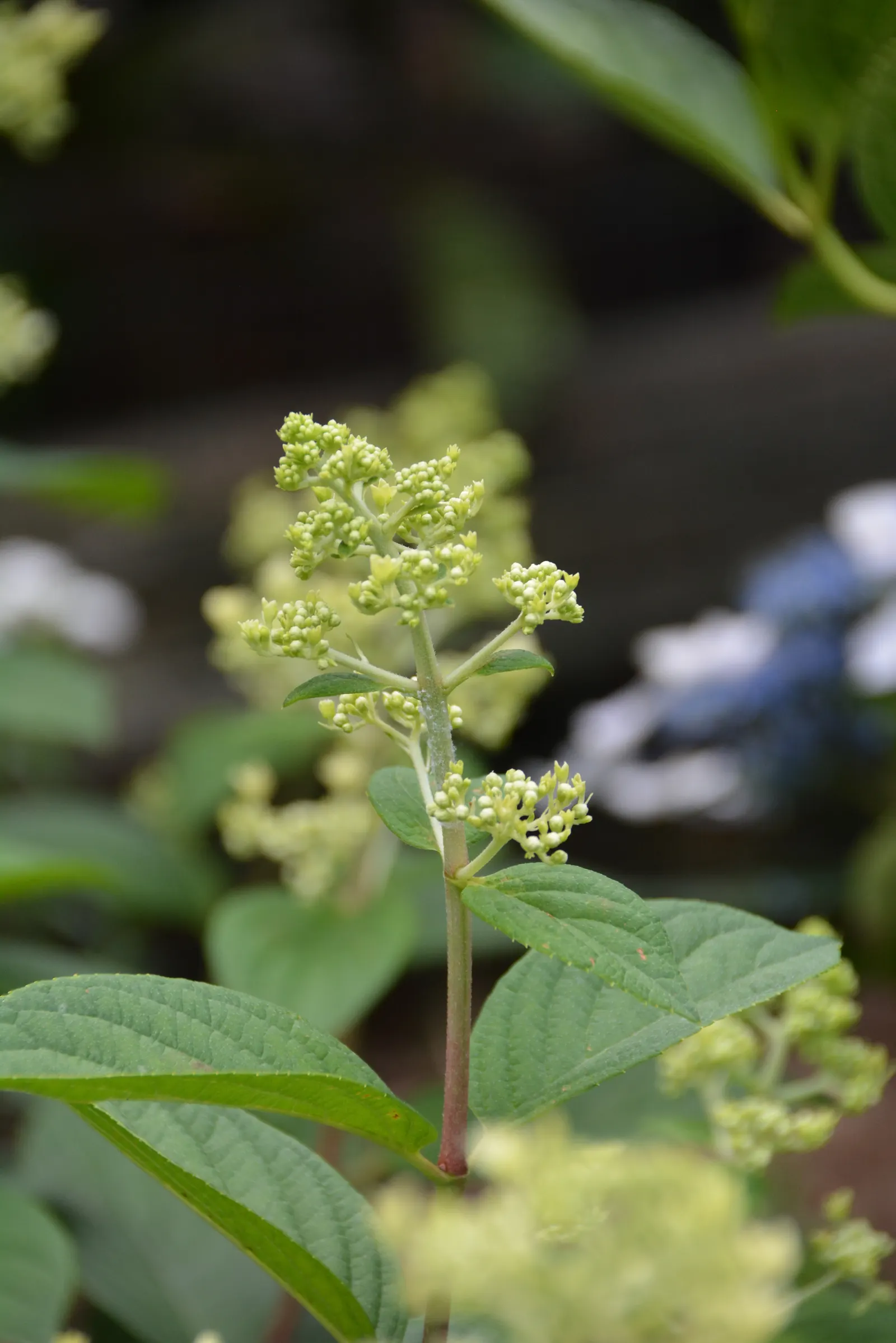 Vanilla Strawberry Hydrangea (Hydrangea Paniculata 'Vanilla Strawberry') — It flourishes in full sun to partial shade and prefers well-drained soil
