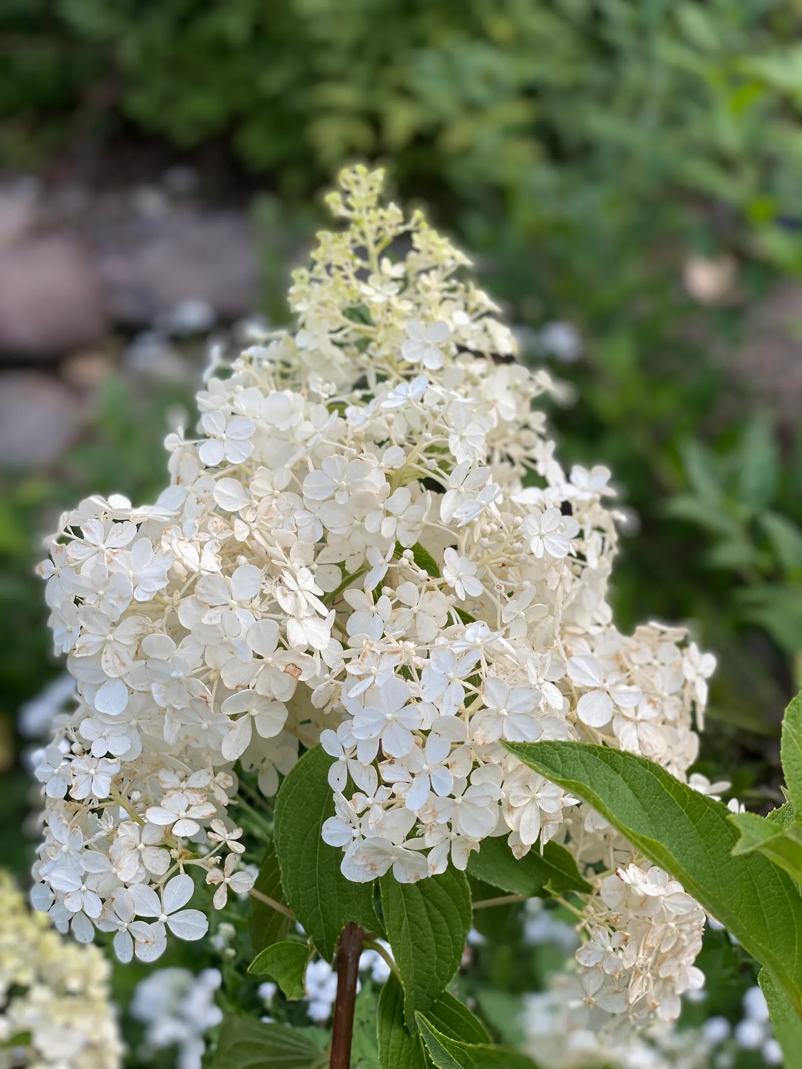 Vanilla Strawberry Hydrangea (Hydrangea Paniculata 'Vanilla Strawberry') — blooms appear creamy white in midsummer
