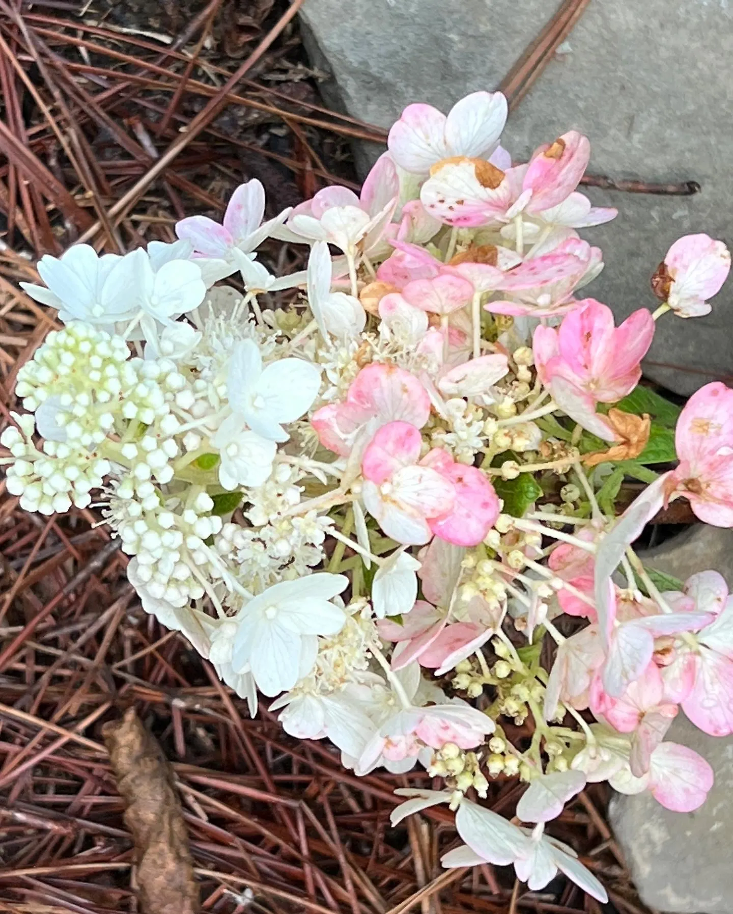 Vanilla Strawberry Hydrangea (Hydrangea Paniculata 'Vanilla Strawberry') — This deciduous shrub reaches a mature height of 6 to 7 feet and spreads