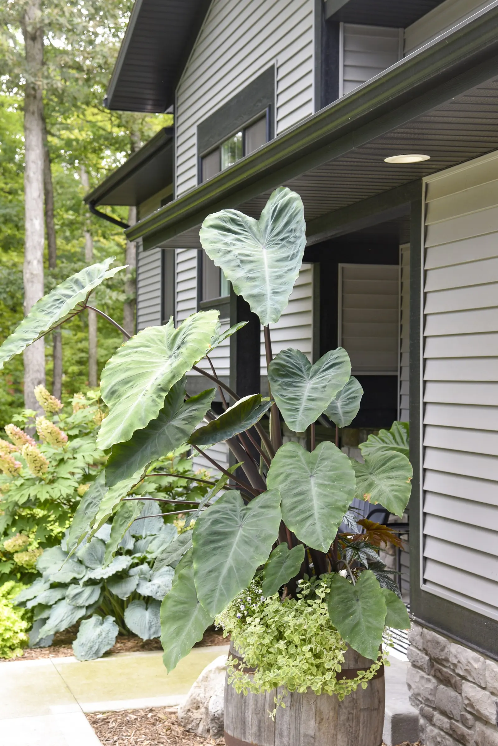 Heart of the Jungle® elephant's ear (Colocasia esculenta) — Proven Winners - Island Giants® Heart of the Jungle® - elephant's ear - Colocasia, image 81