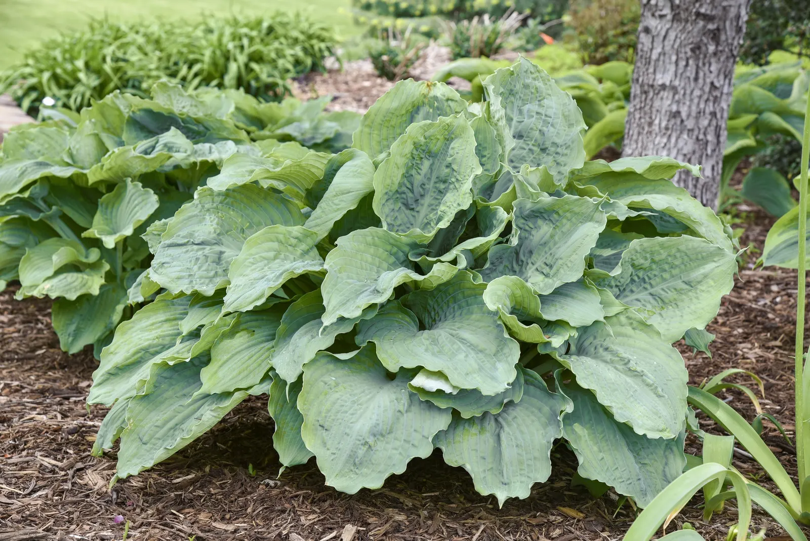 'Diamond Lake' Hosta (Hosta hybrid) — Proven Winners - Shadowland® 'Diamond Lake' - Hosta hybrid purple pale lavender plant details