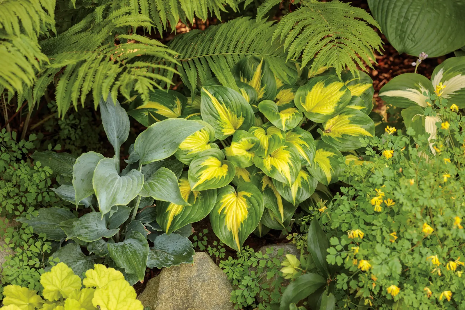 'Etched Glass' Hosta (Hosta hybrid) — Proven Winners - Shadowland® 'Etched Glass' - Hosta hybrid white plant details, information and resources