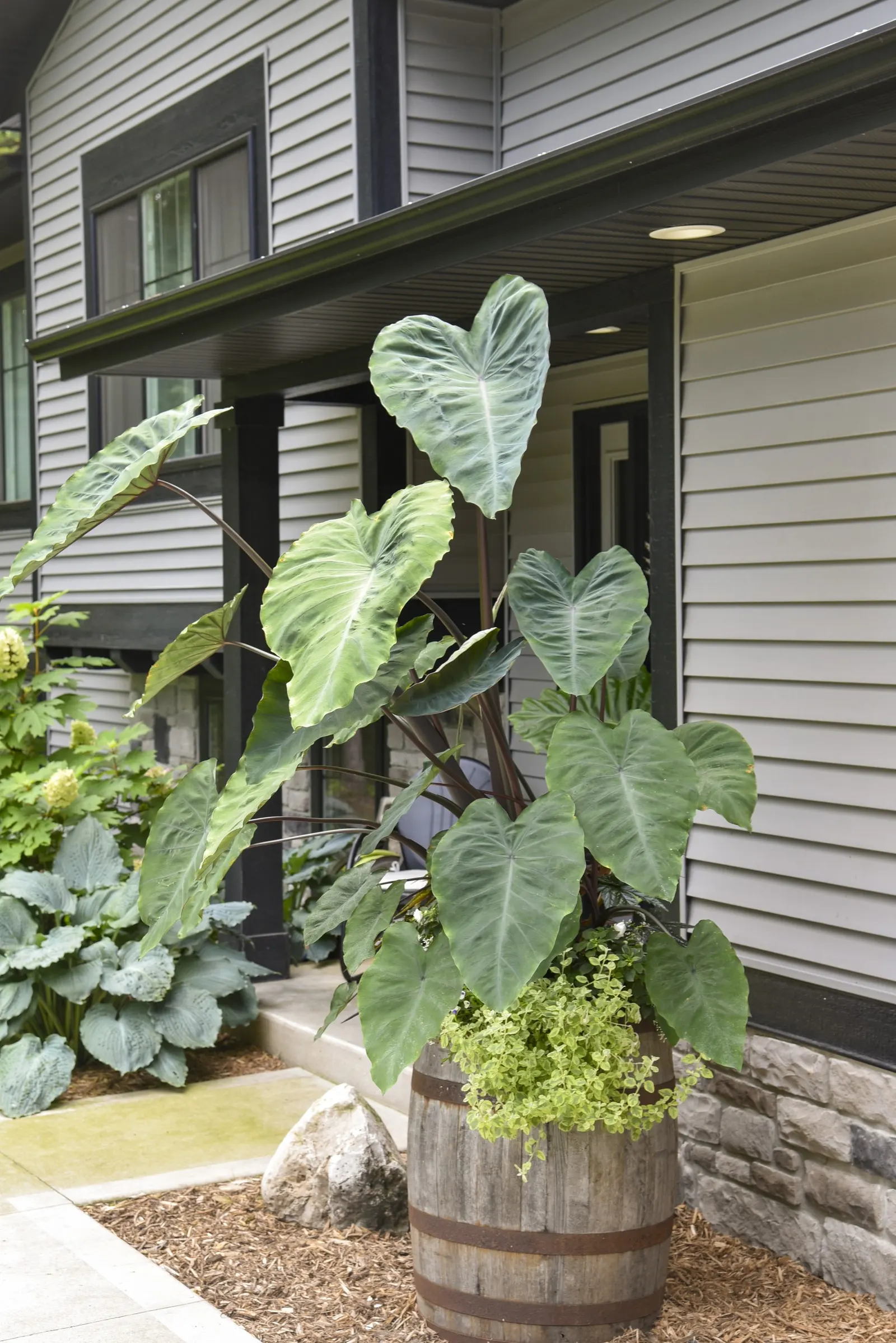 Heart of the Jungle® elephant's ear (Colocasia esculenta) — According to the Humane Society of America Colocasia plants can be toxic to pets; this, image 86