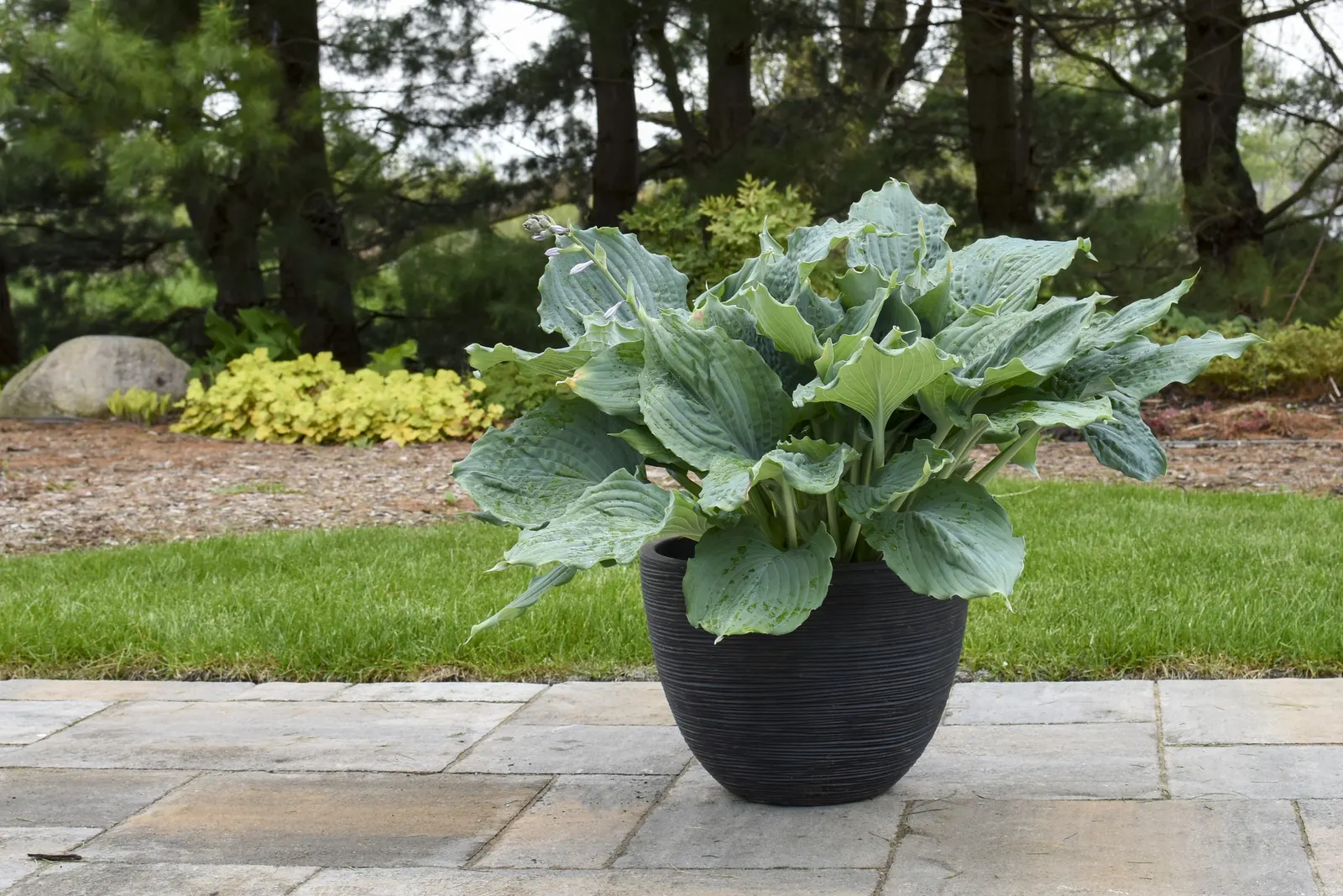 'Diamond Lake' Hosta (Hosta hybrid) — Attractive, heart-shaped, thick and heavily corrugated blue leaves have wavy margins
