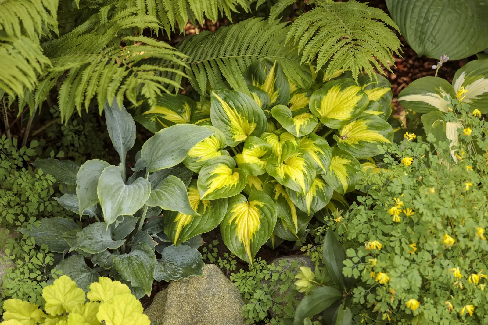 'Etched Glass' Hosta (Hosta hybrid) — Margins have puckering when plant is mature