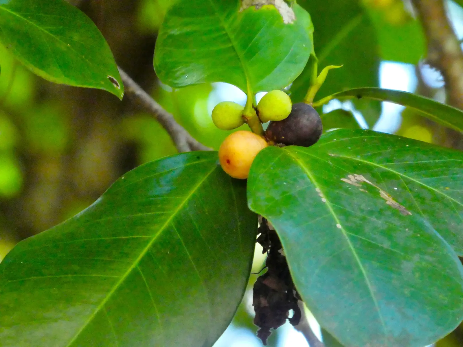Indian Laurel Fig (Ficus Microcarpa) — makes it an excellent choice for privacy screens or windbreaks