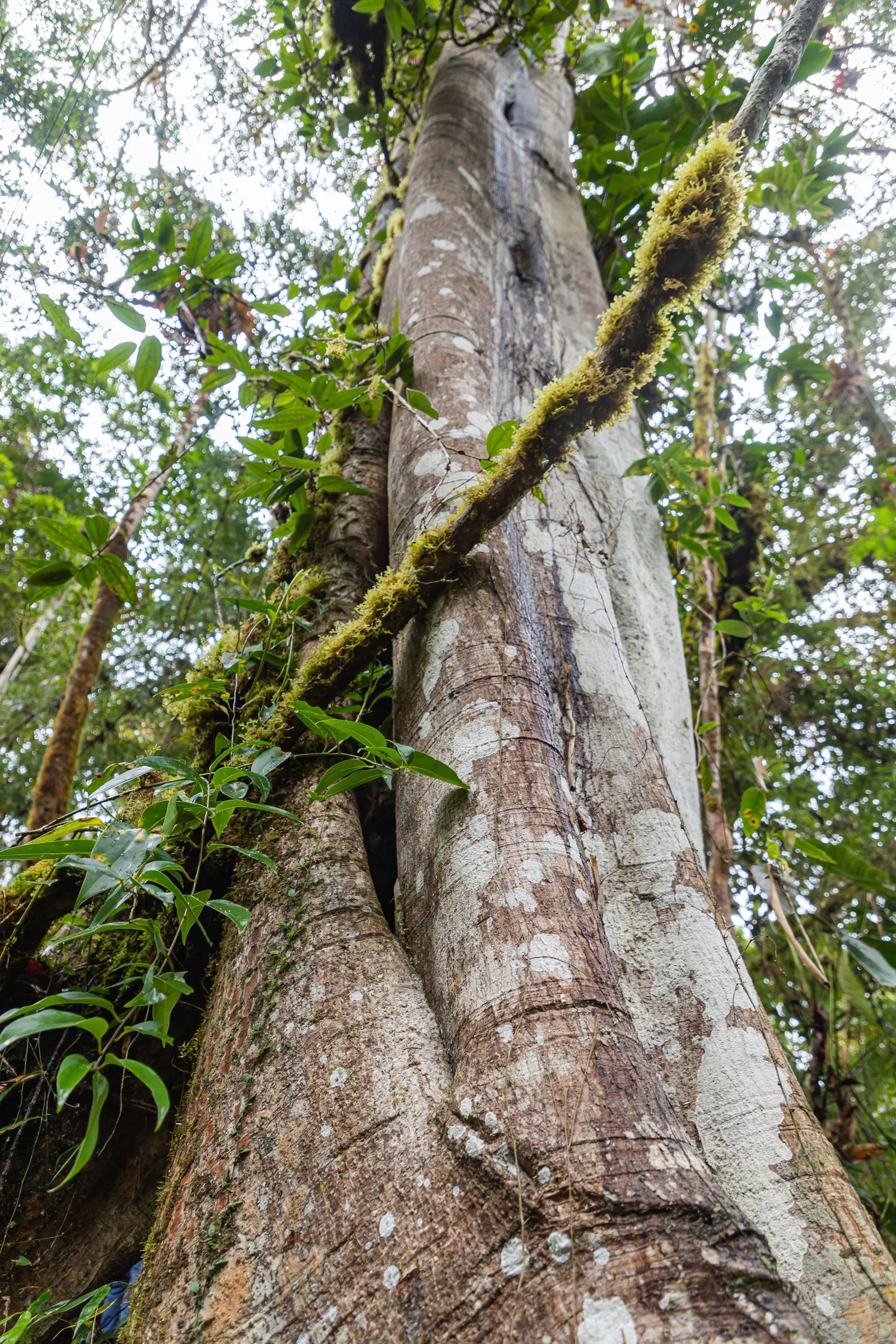 Indian Laurel Fig (Ficus Microcarpa) — tree for full or half