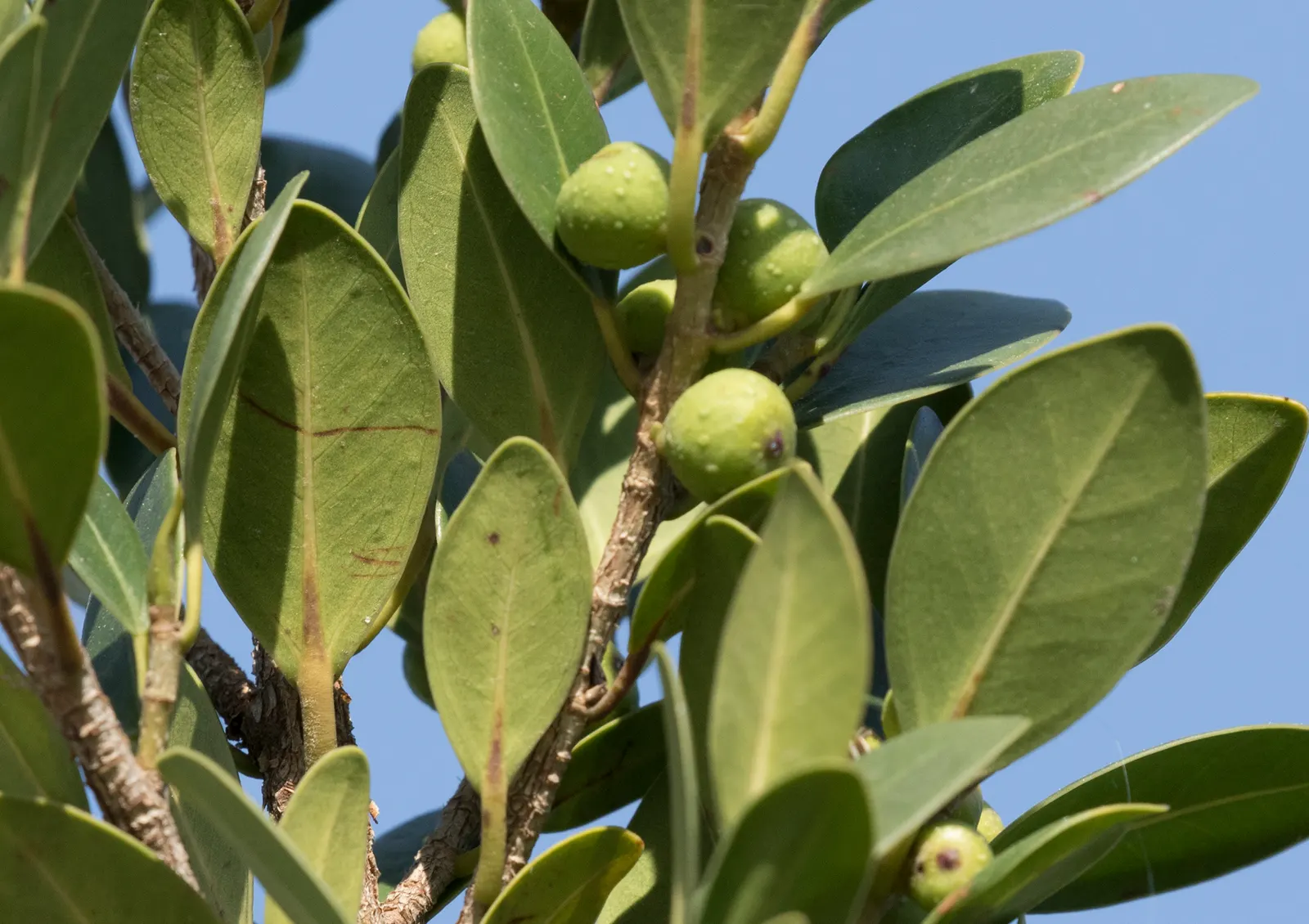 Indian Laurel Fig (Ficus Microcarpa) — it requires thoughtful placement away from structures