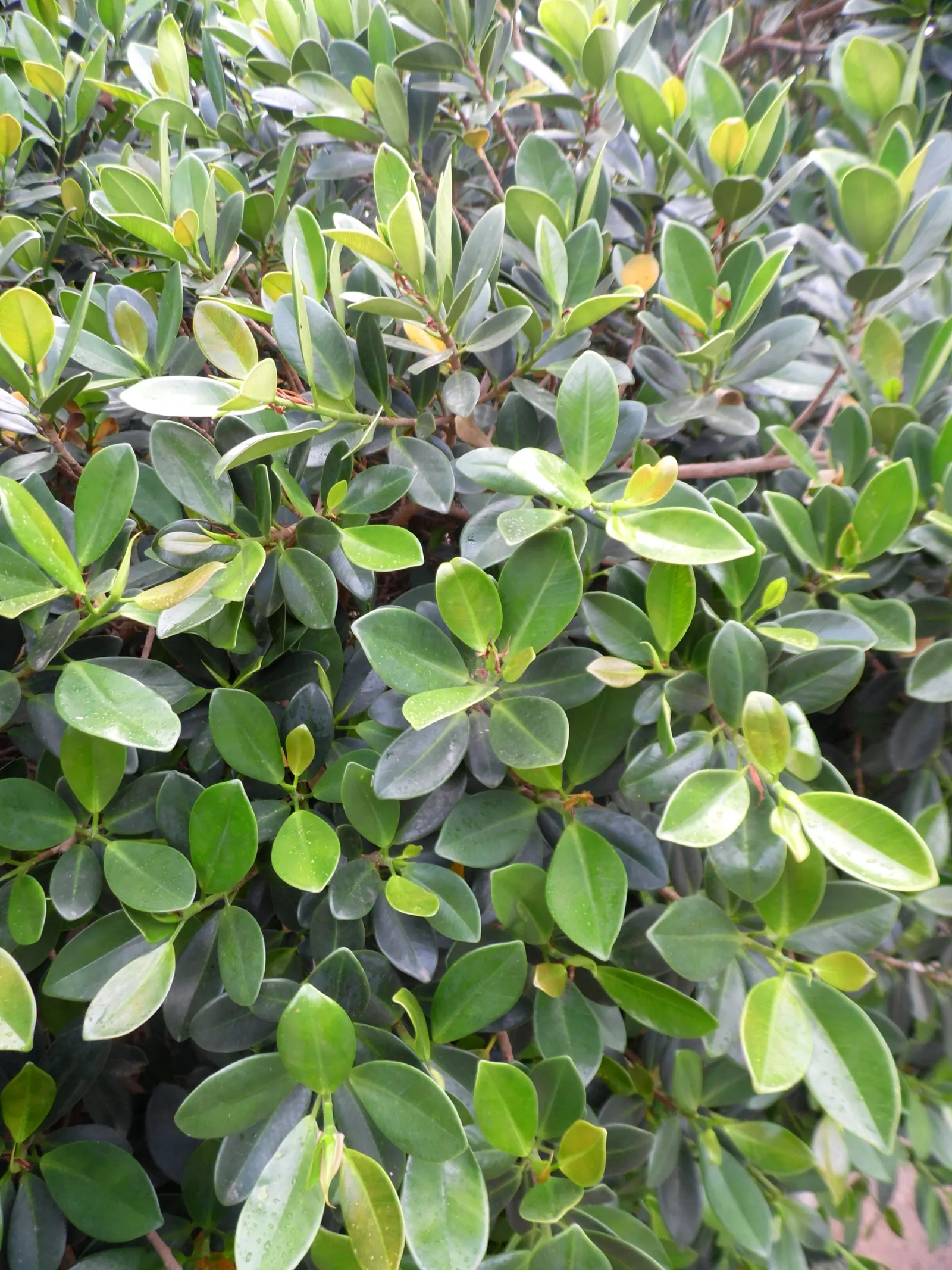 Indian Laurel Fig (Ficus Microcarpa) — lustrous foliage and impressive adaptability