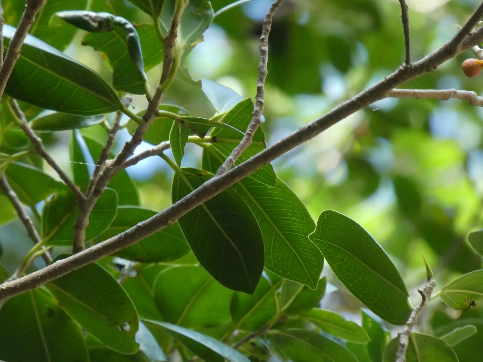 Indian Laurel Fig (Ficus Microcarpa) — Adaptable to various conditions