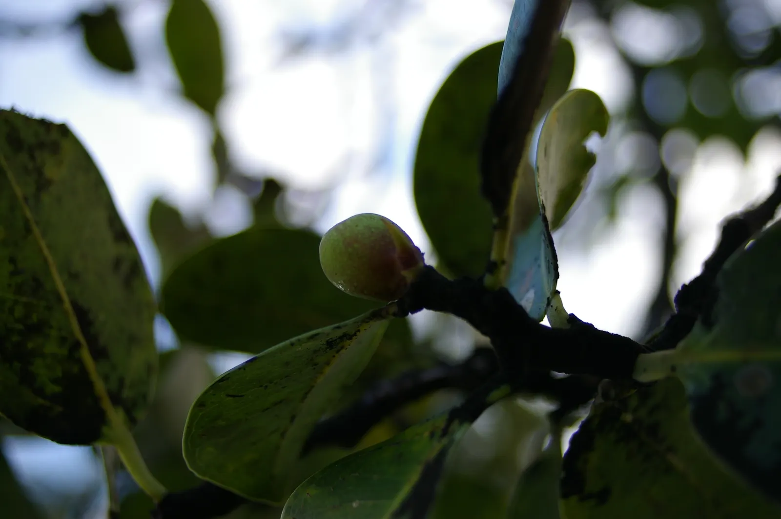 Indian Laurel Fig (Ficus Microcarpa) — which along with its dense canopy; this versatile species typically reaches 25 to 30 feet in height with a comparable
