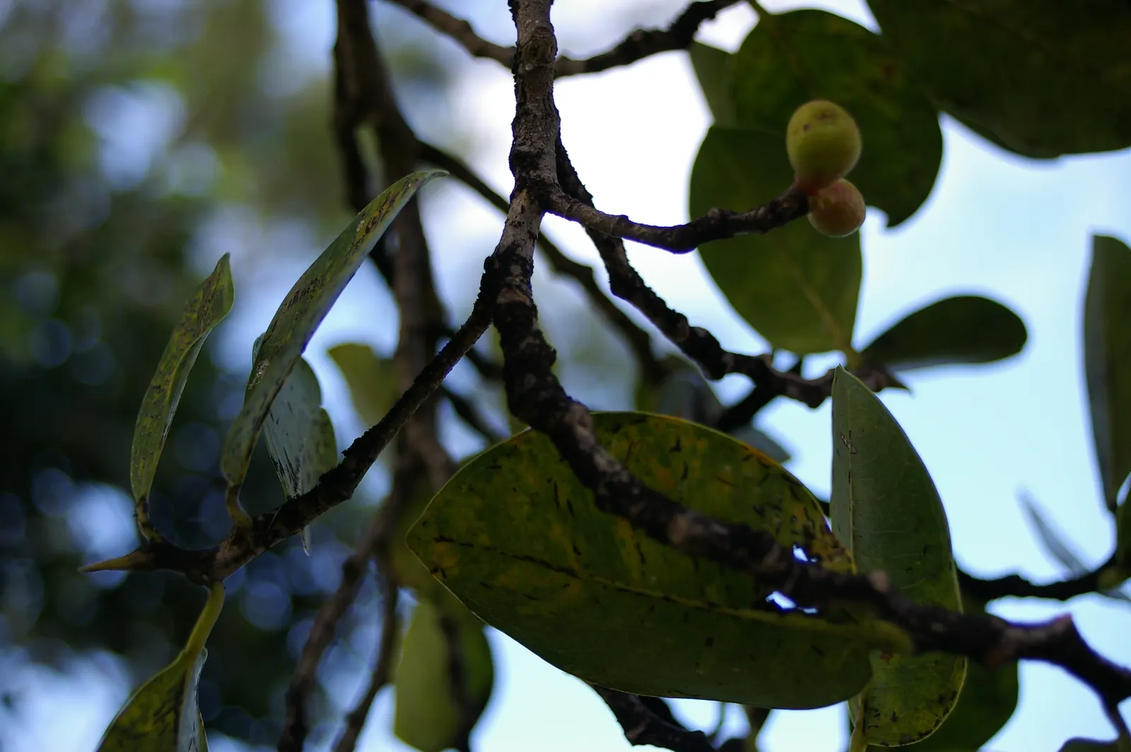 Indian Laurel Fig (Ficus Microcarpa) — Regular pruning may be necessary to maintain its shape and to remove any potentially problematic roots; the, image 95