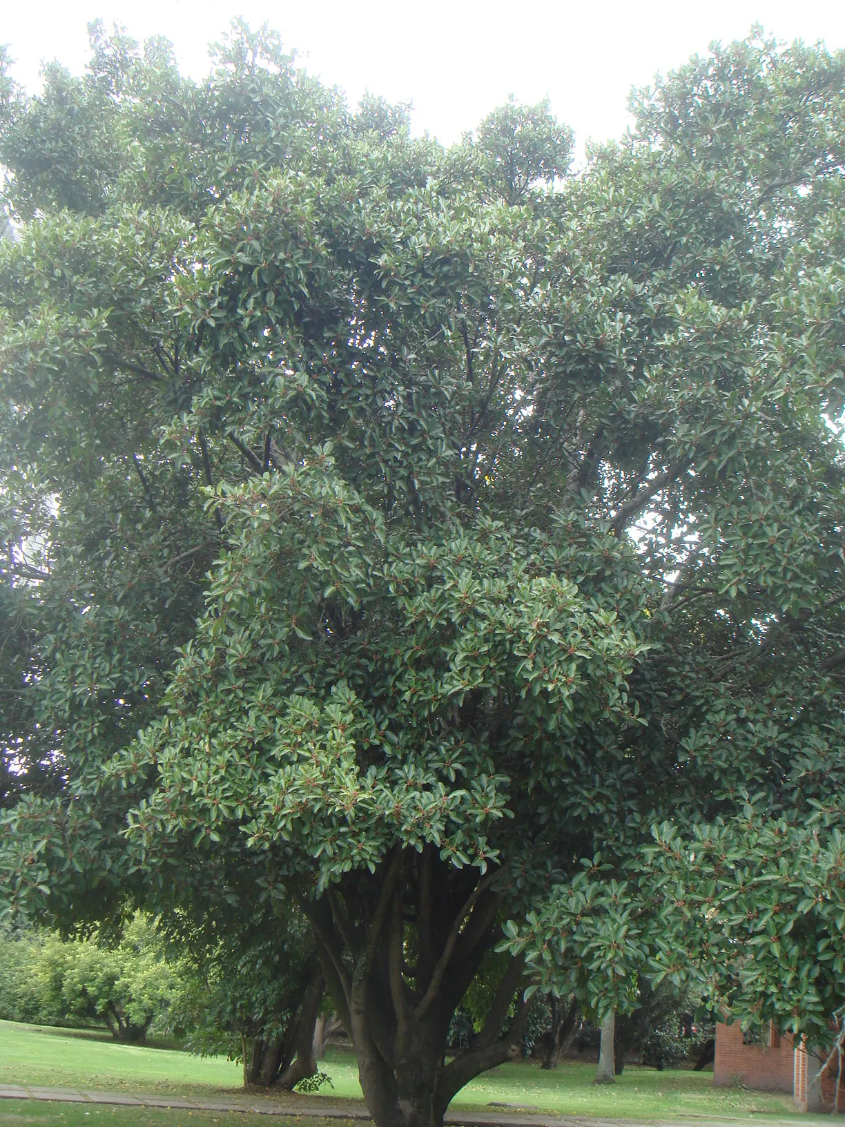 Indian Laurel Fig (Ficus Microcarpa) — This versatile species typically reaches 25 to 30 feet in height with a comparable spread; which along with, image 123