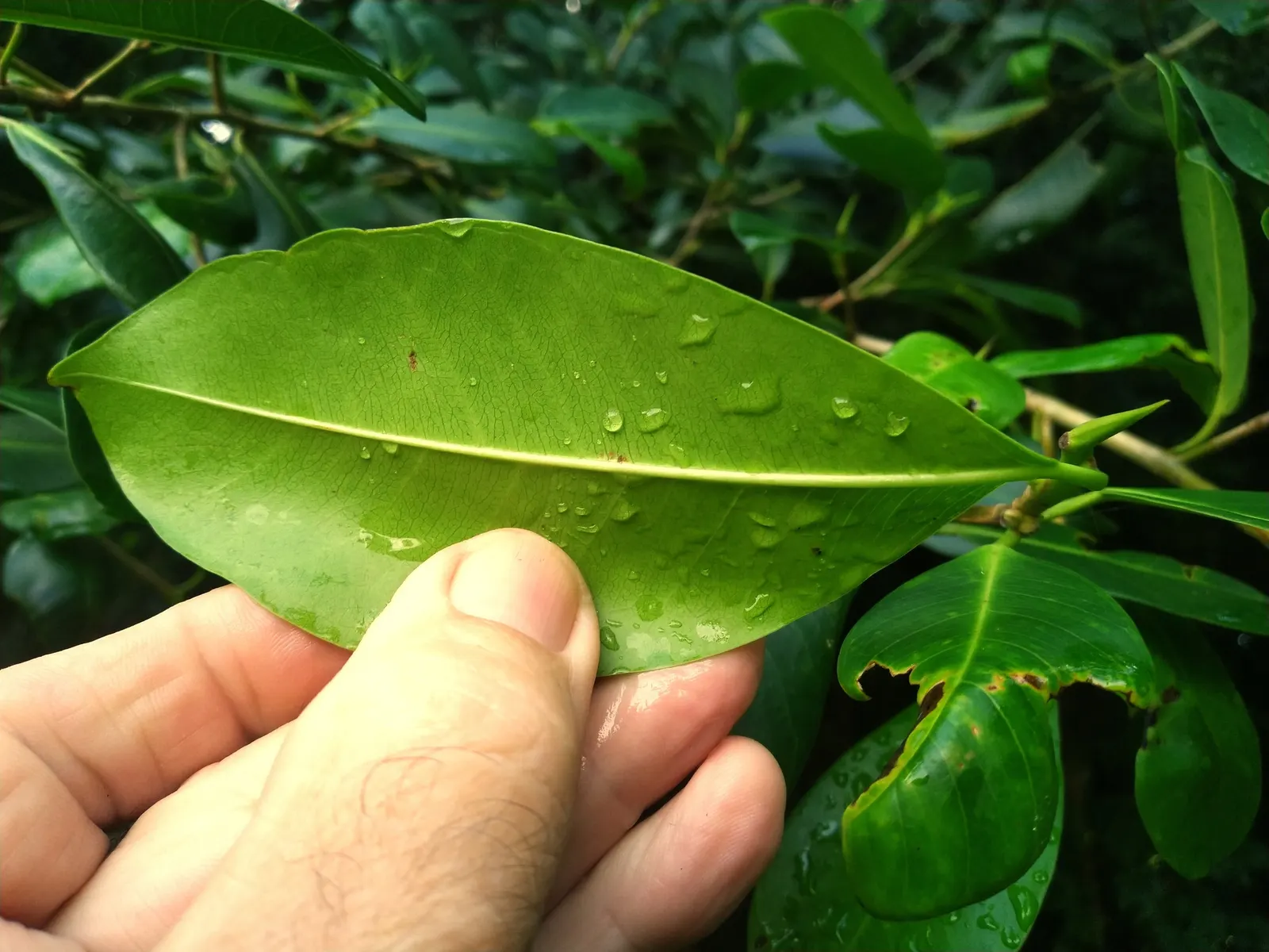 Indian Laurel Fig (Ficus Microcarpa) — Ideal for USDA zones 9-11; as its vigorous root system can be invasive, image 103