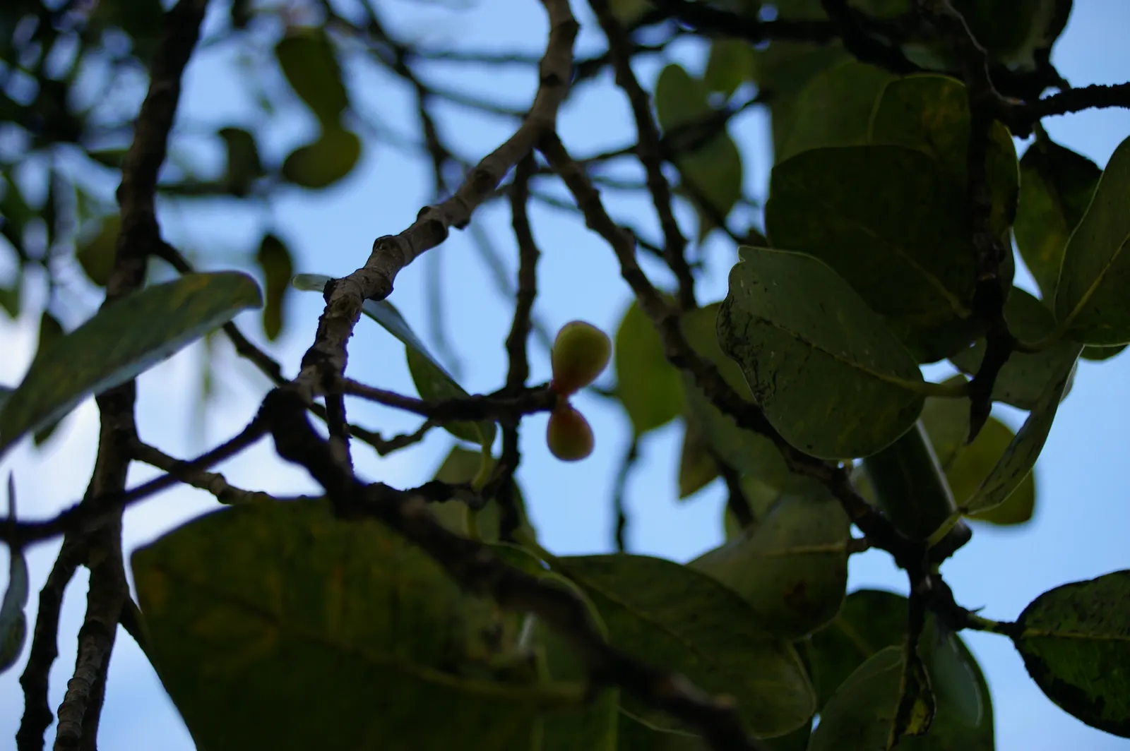 Indian Laurel Fig (Ficus Microcarpa) — Adaptable to various conditions; offers a versatile and robust addition to any landscape with its dense, image 101