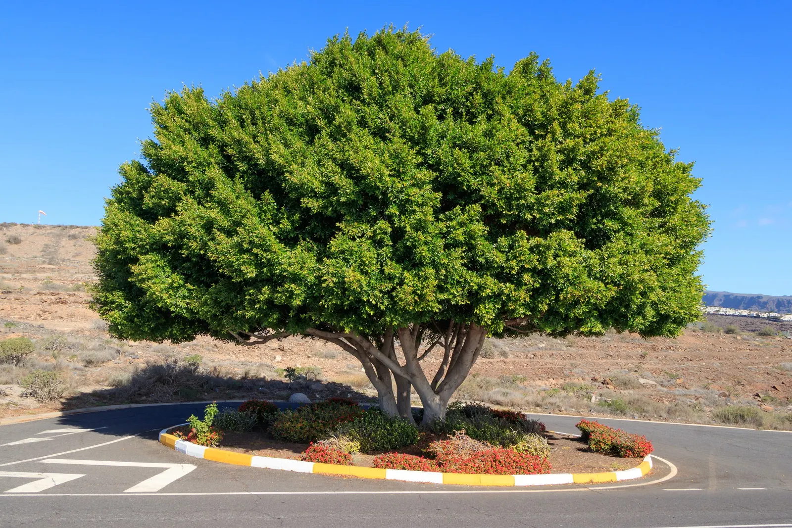 Indian Laurel Fig (Ficus Microcarpa) — It is quite tolerant of different soil types, provided they are well-draining; are oval-shaped and measure about 2 to 3