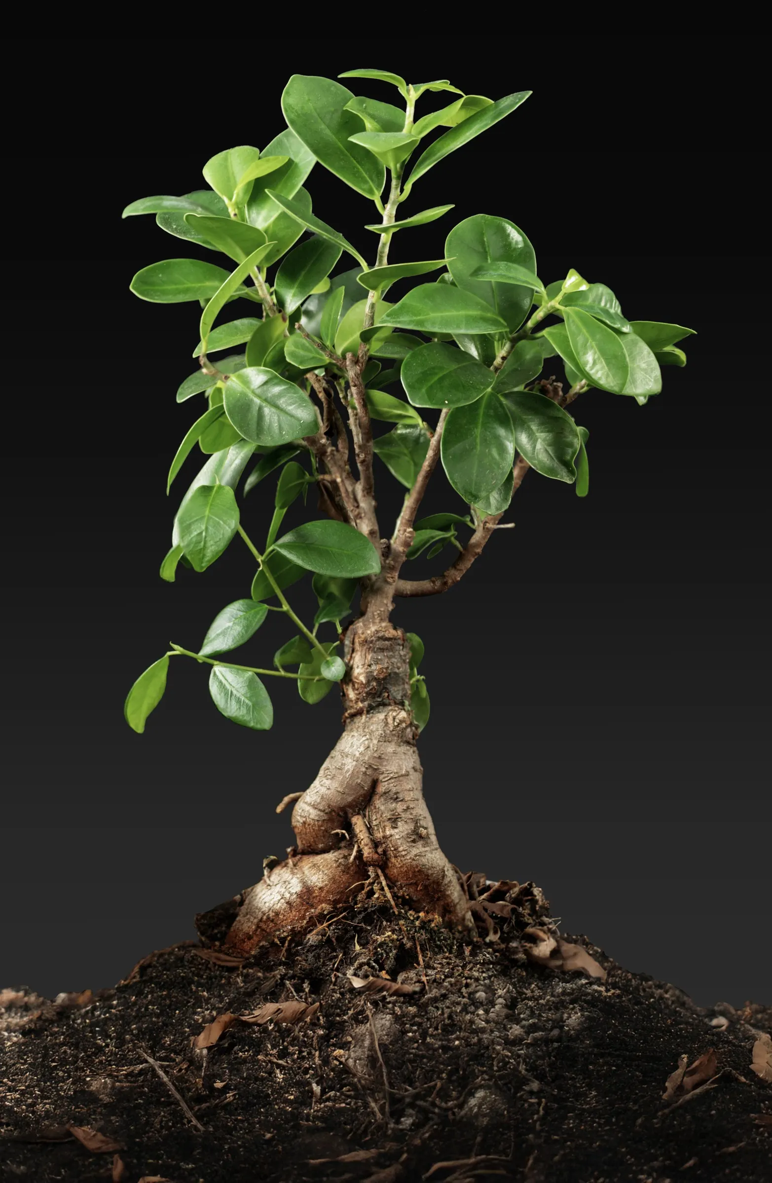 Indian Laurel Fig (Ficus Microcarpa) — tree for full or half; it requires thoughtful placement away from structures