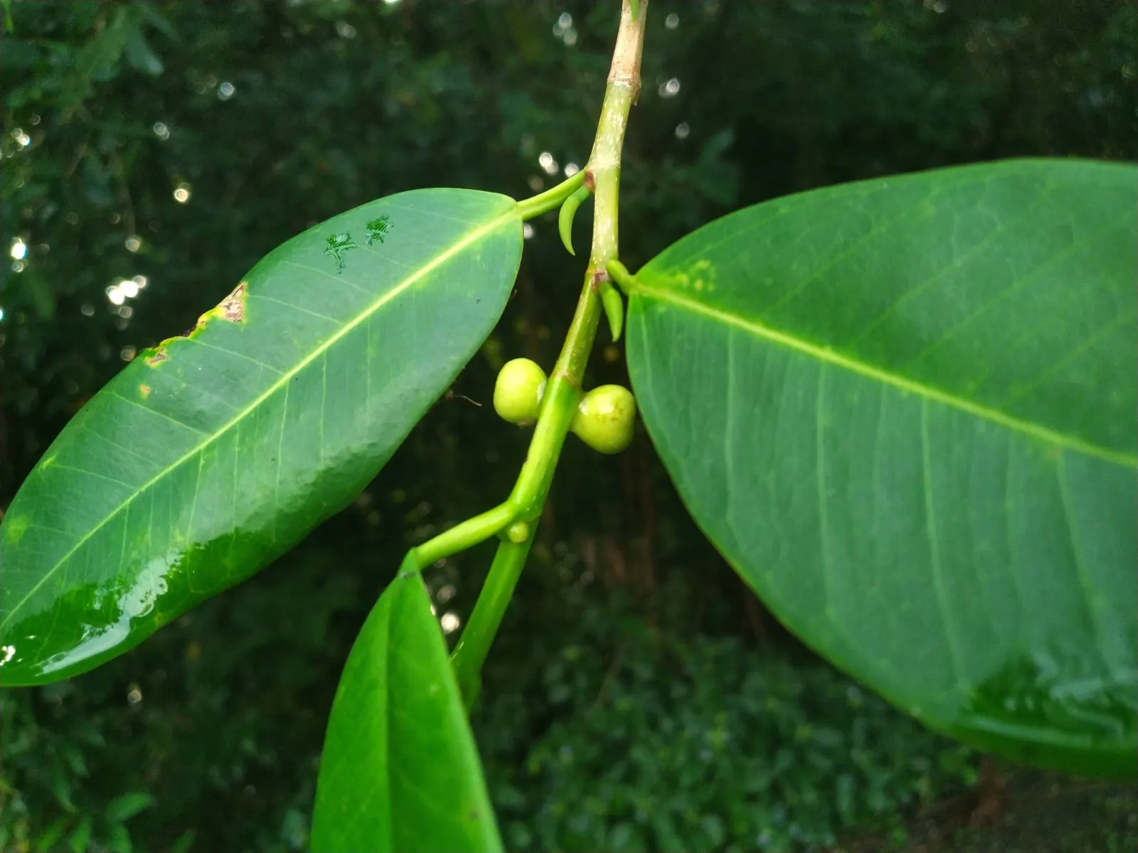 Indian Laurel Fig (Ficus Microcarpa) — gray trunk with a smooth texture that may become more buttressed with age; it requires minimal upkeep but, image 63