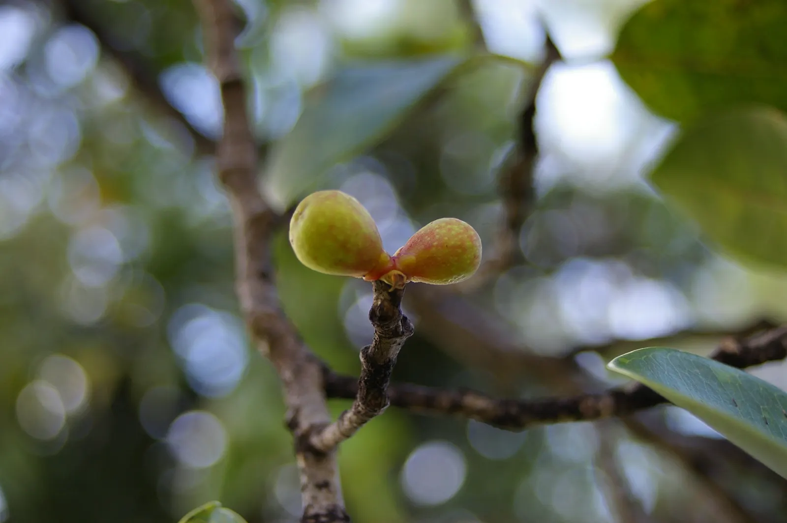 Indian Laurel Fig (Ficus Microcarpa) — tree for full or half; it requires thoughtful placement away from structures, image 120