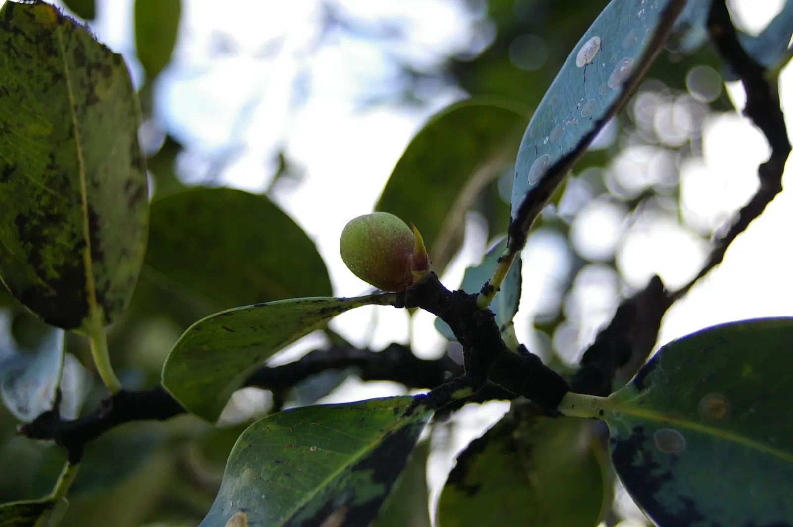 Indian Laurel Fig (Ficus Microcarpa) — gray trunk with a smooth texture that may become more buttressed with age; it requires minimal upkeep but, image 111