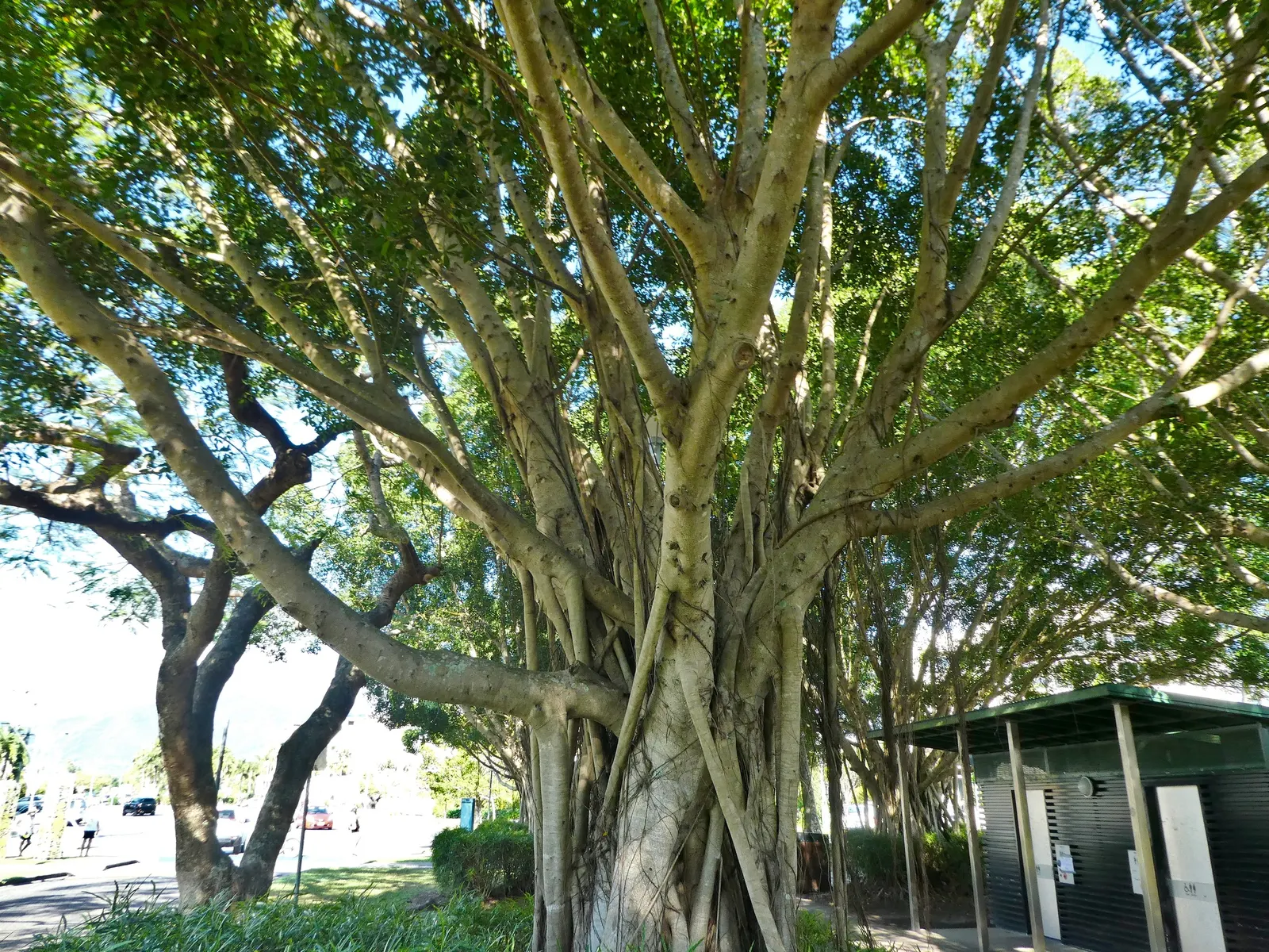 Indian Laurel Fig (Ficus Microcarpa) — Ideal for USDA zones 9-11; as its vigorous root system can be invasive
