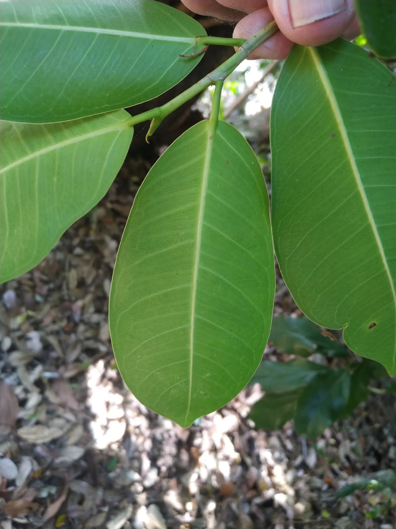 Indian Laurel Fig (Ficus Microcarpa) — Adaptable to various conditions; offers a versatile and robust addition to any landscape with its dense, image 77