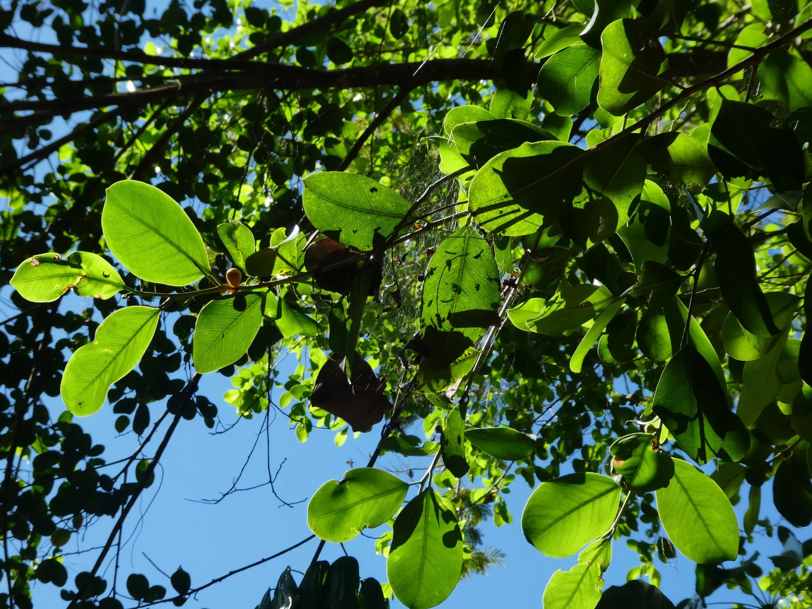 Indian Laurel Fig (Ficus Microcarpa) — it requires minimal upkeep but should be planted with care due to its invasive root system