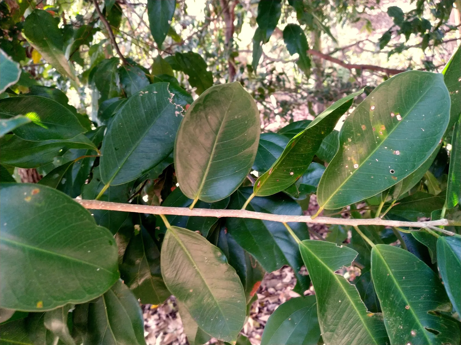 Indian Laurel Fig (Ficus Microcarpa) — tree for full or half; it requires thoughtful placement away from structures, image 72