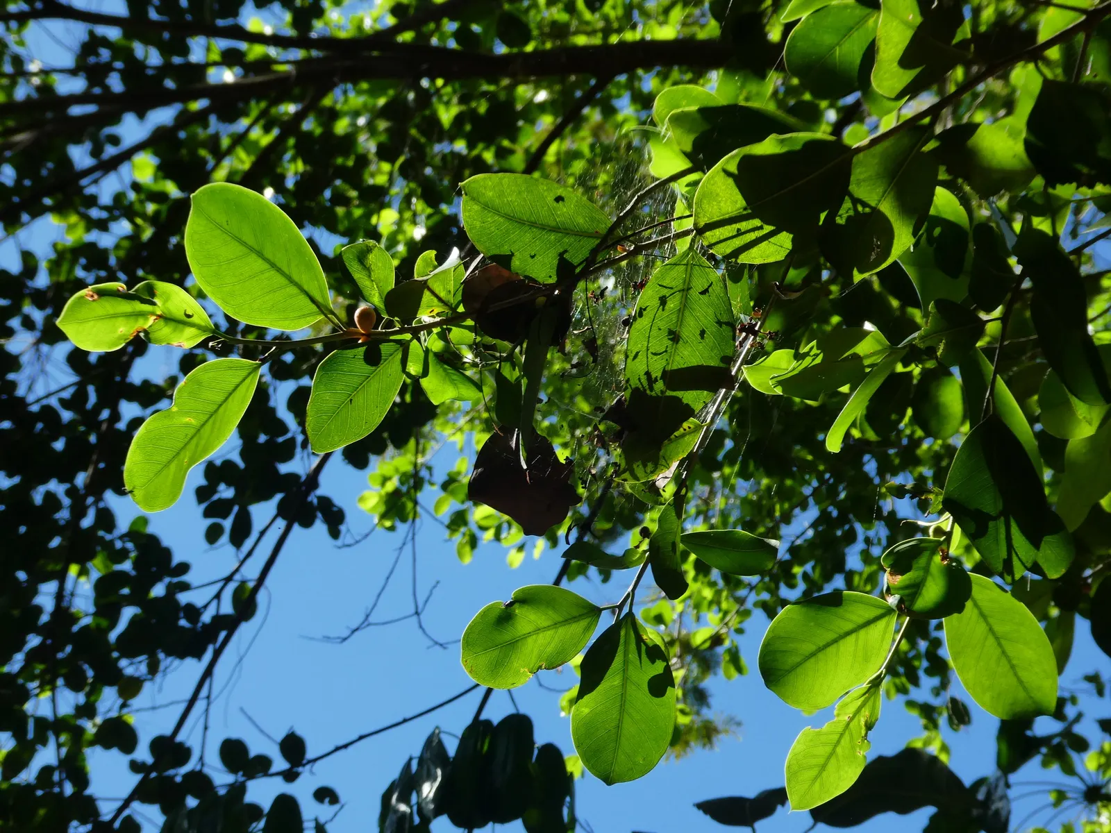 Indian Laurel Fig (Ficus Microcarpa) — Ideal for USDA zones 9-11; as its vigorous root system can be invasive, image 55