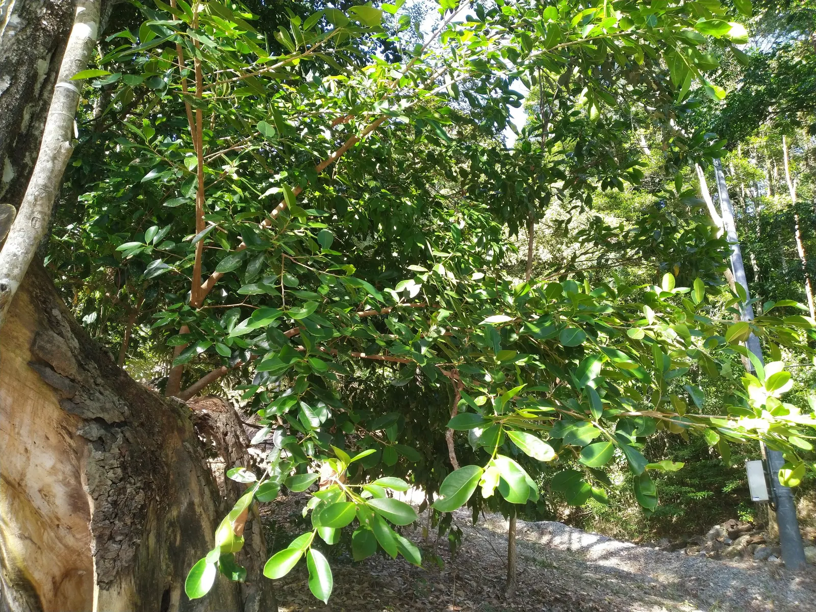 Indian Laurel Fig (Ficus Microcarpa) — are oval-shaped and measure about 2 to 3 inches in length; it is quite tolerant of different soil types, image 85