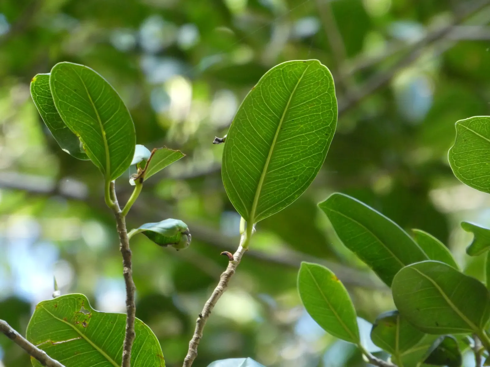 Indian Laurel Fig (Ficus Microcarpa) — It is quite tolerant of different soil types, provided they are well-draining