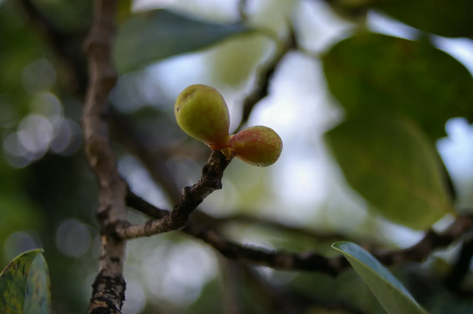 Indian Laurel Fig (Ficus Microcarpa) — which along with its dense canopy; this versatile species typically reaches 25 to 30 feet in height with a, image 114