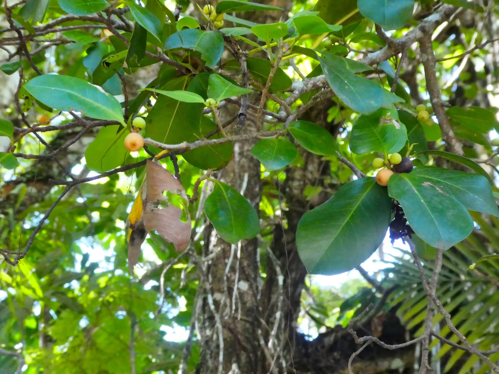 Indian Laurel Fig (Ficus Microcarpa) — Its small, shiny leaves create lush greenery, perfect for creating privacy screens; the Indian Laurel Fig, image 100