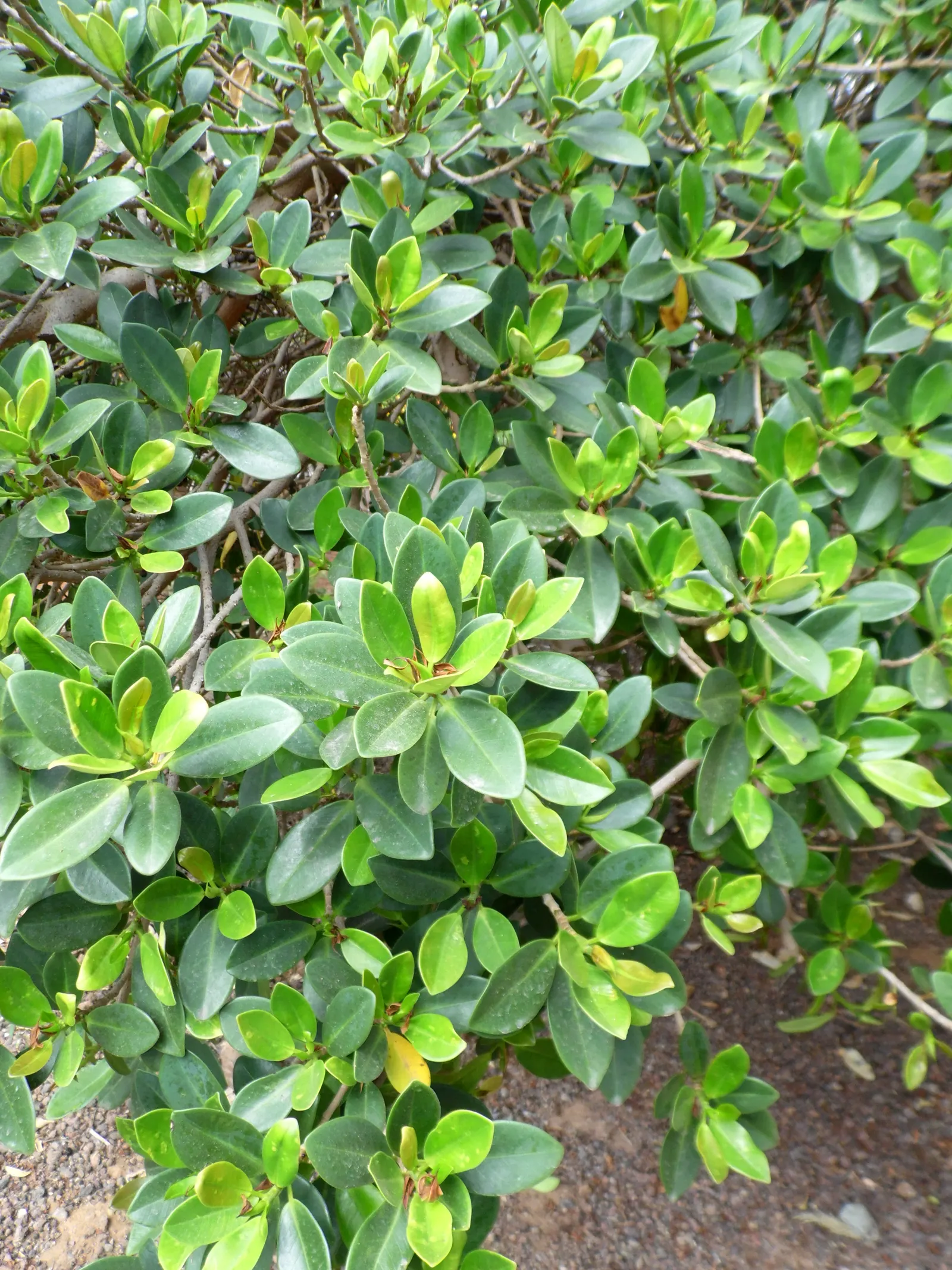 Indian Laurel Fig (Ficus Microcarpa) — as its vigorous root system can be invasive; ideal for USDA zones 9-11, image 118