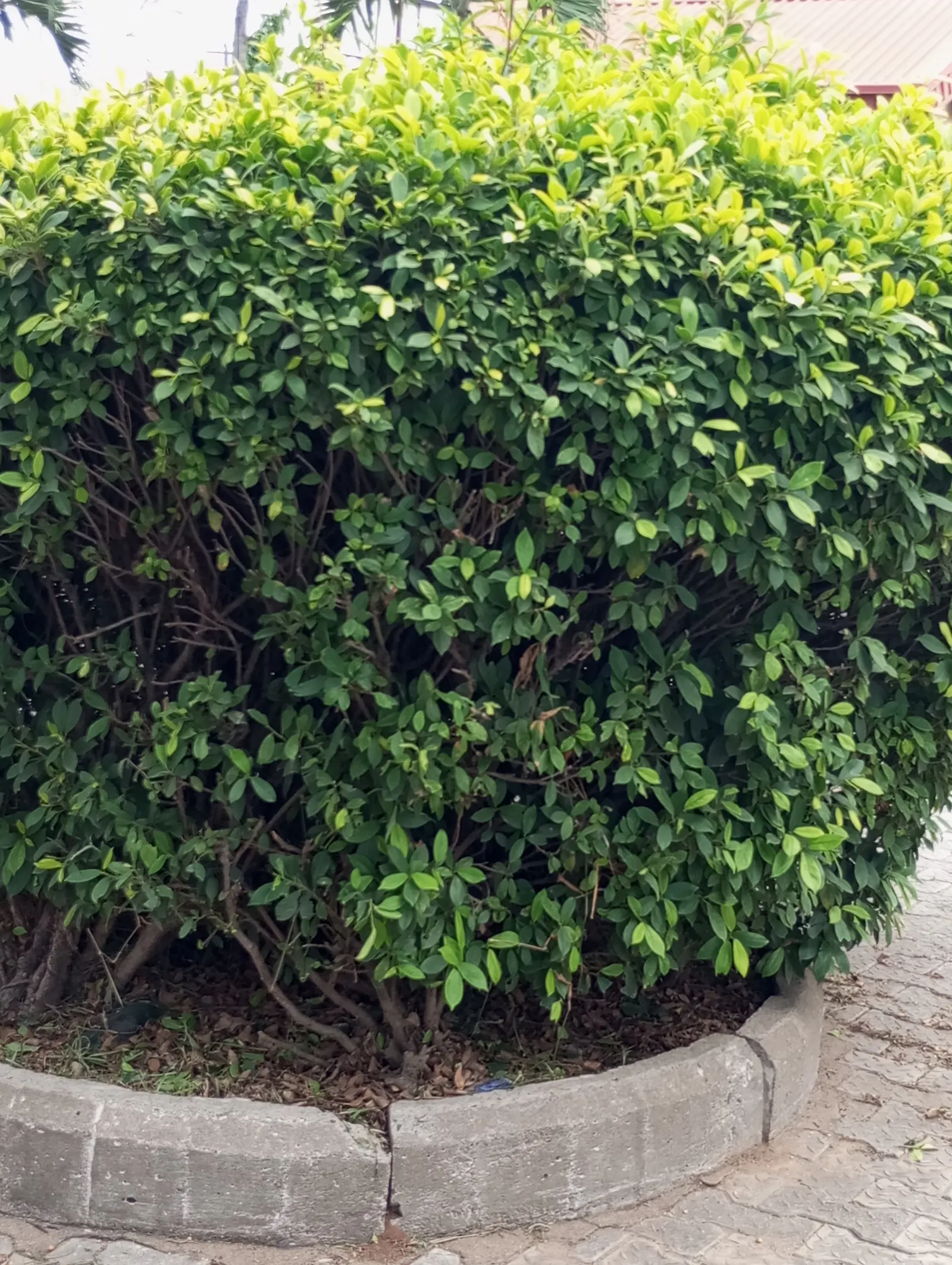 Indian Laurel Fig (Ficus Microcarpa) — makes it an excellent choice for privacy screens or windbreaks; standing as a mighty evergreen