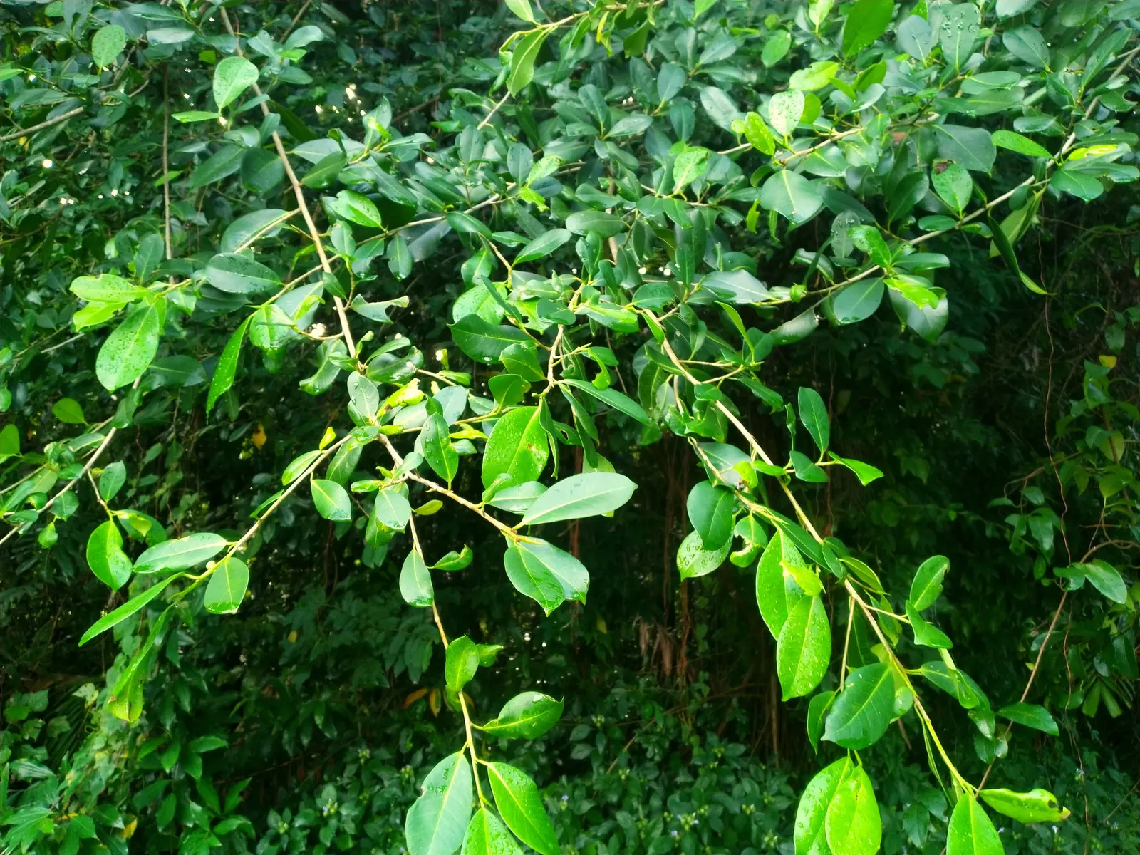 Indian Laurel Fig (Ficus Microcarpa) — This creates a vast area of shade beneath its branches; rounded canopy and smooth, image 59
