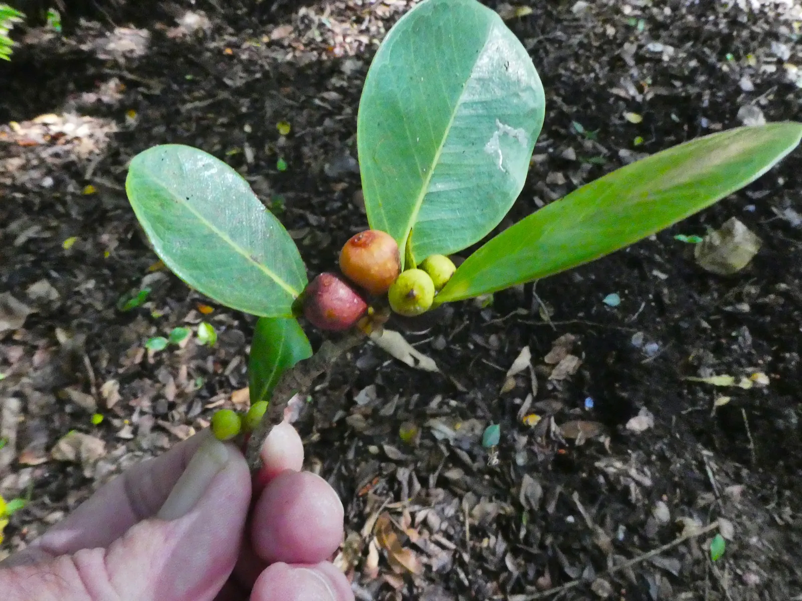 Indian Laurel Fig (Ficus Microcarpa) — lustrous foliage and impressive adaptability; which is perfect for creating cool outdoor living, image 81