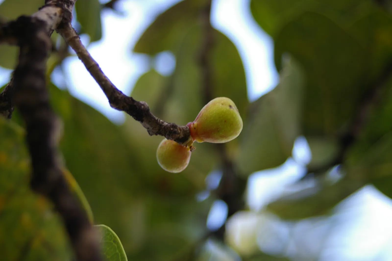 Indian Laurel Fig (Ficus Microcarpa) — the Indian Laurel Fig develops a sturdy