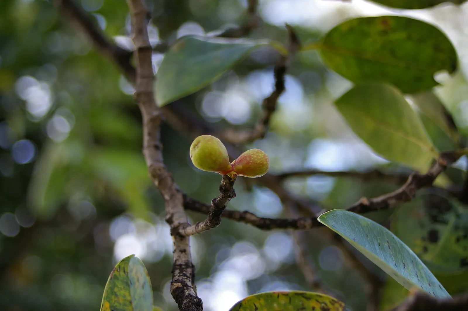 Indian Laurel Fig (Ficus Microcarpa) — Maintenance is generally moderate; however; regular watering is imperative, especially in dry conditions, to, image 68