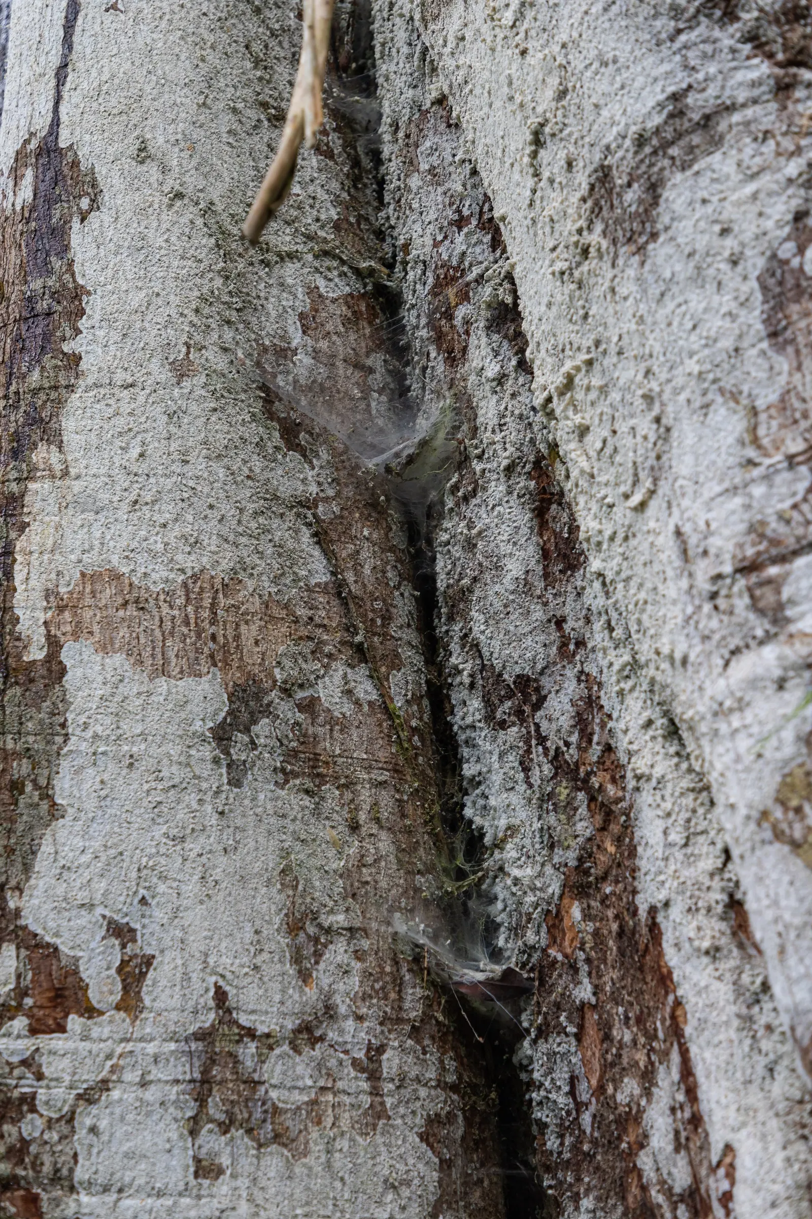 Indian Laurel Fig (Ficus Microcarpa) — This creates a vast area of shade beneath its branches; rounded canopy and smooth, image 83