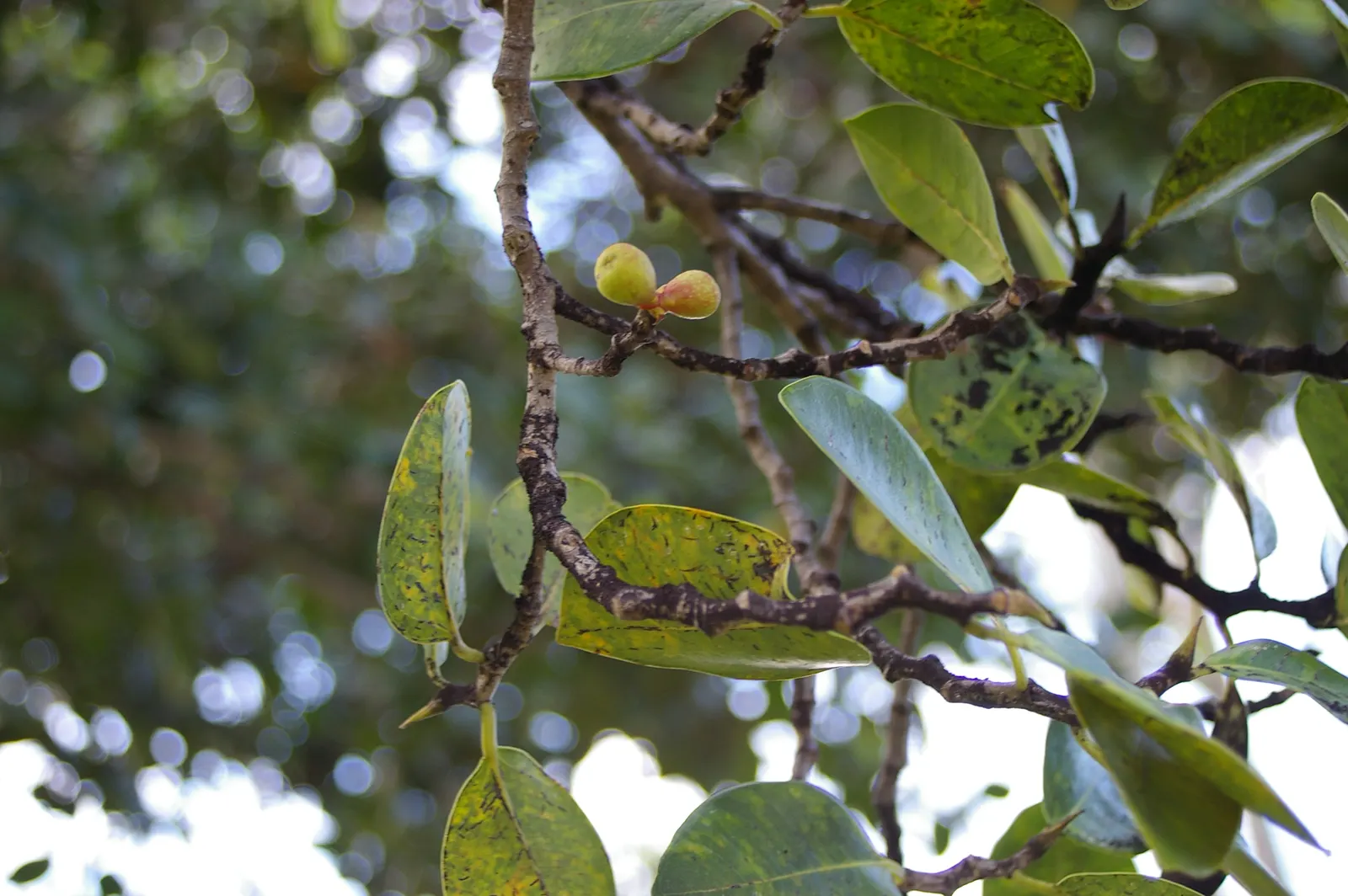 Indian Laurel Fig (Ficus Microcarpa) — makes it an excellent choice for privacy screens or windbreaks; standing as a mighty evergreen, image 91