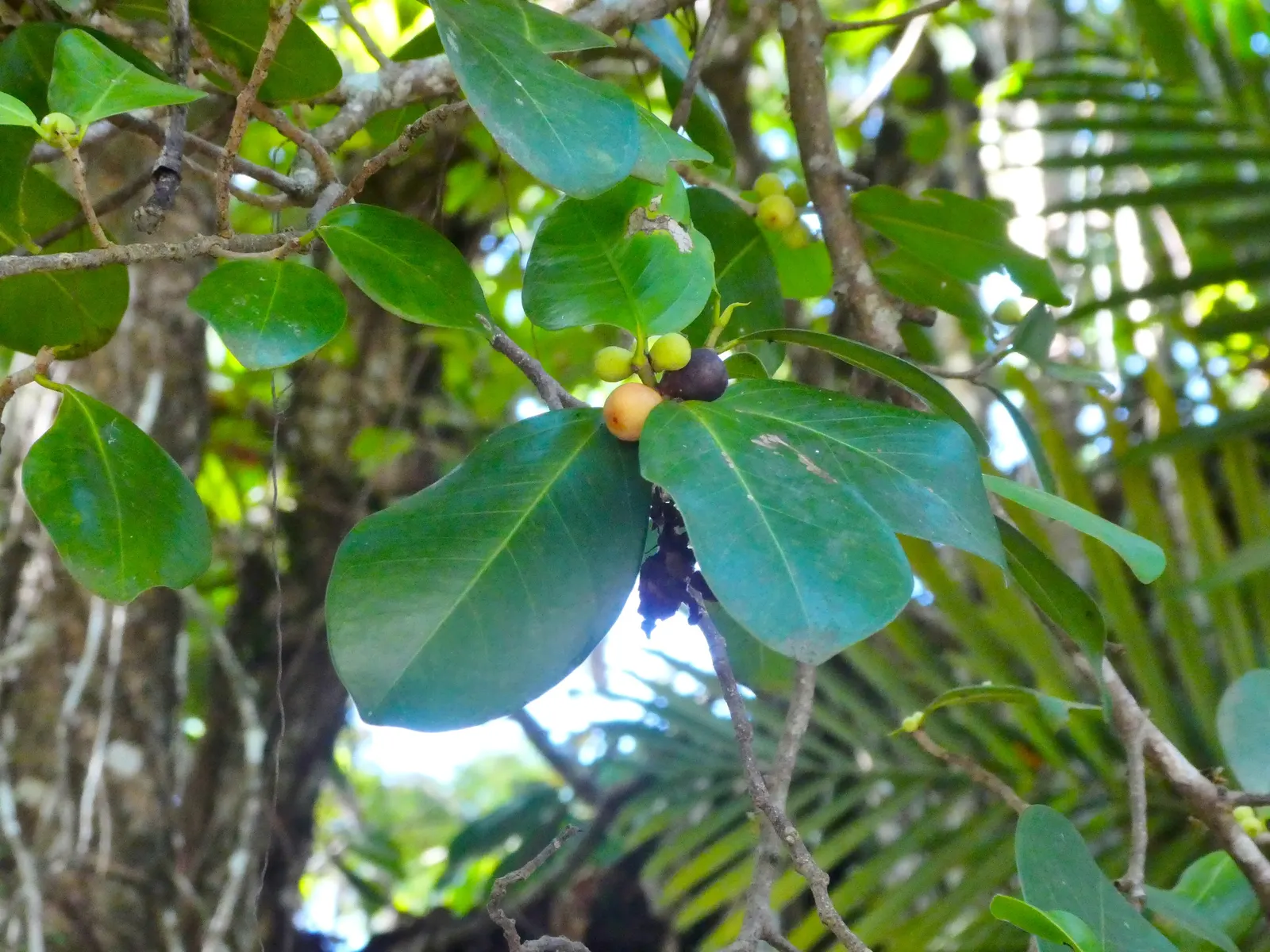 Indian Laurel Fig (Ficus Microcarpa) — Adaptable to various conditions; offers a versatile and robust addition to any landscape with its dense, image 53