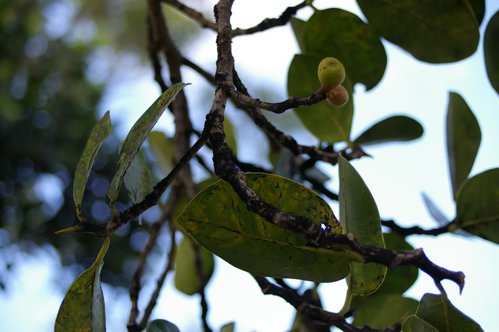 Indian Laurel Fig (Ficus Microcarpa) — tree for full or half; it requires thoughtful placement away from structures, image 96