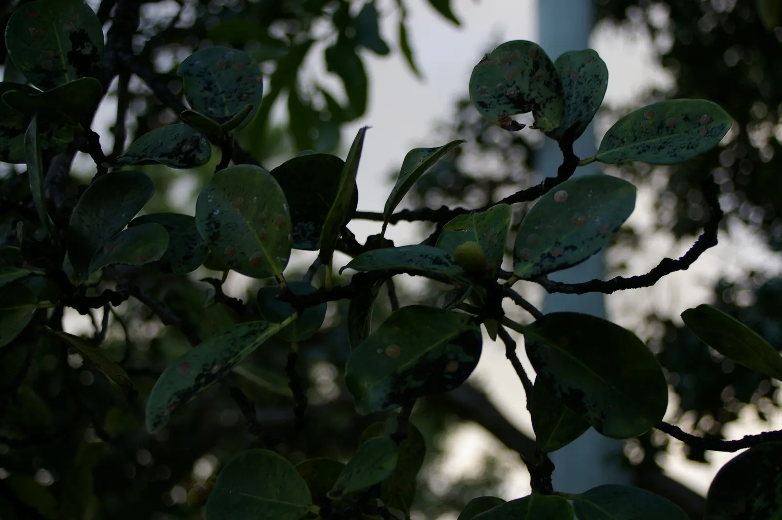 Indian Laurel Fig (Ficus Microcarpa) — rounded canopy and smooth; this creates a vast area of shade beneath its branches, image 122